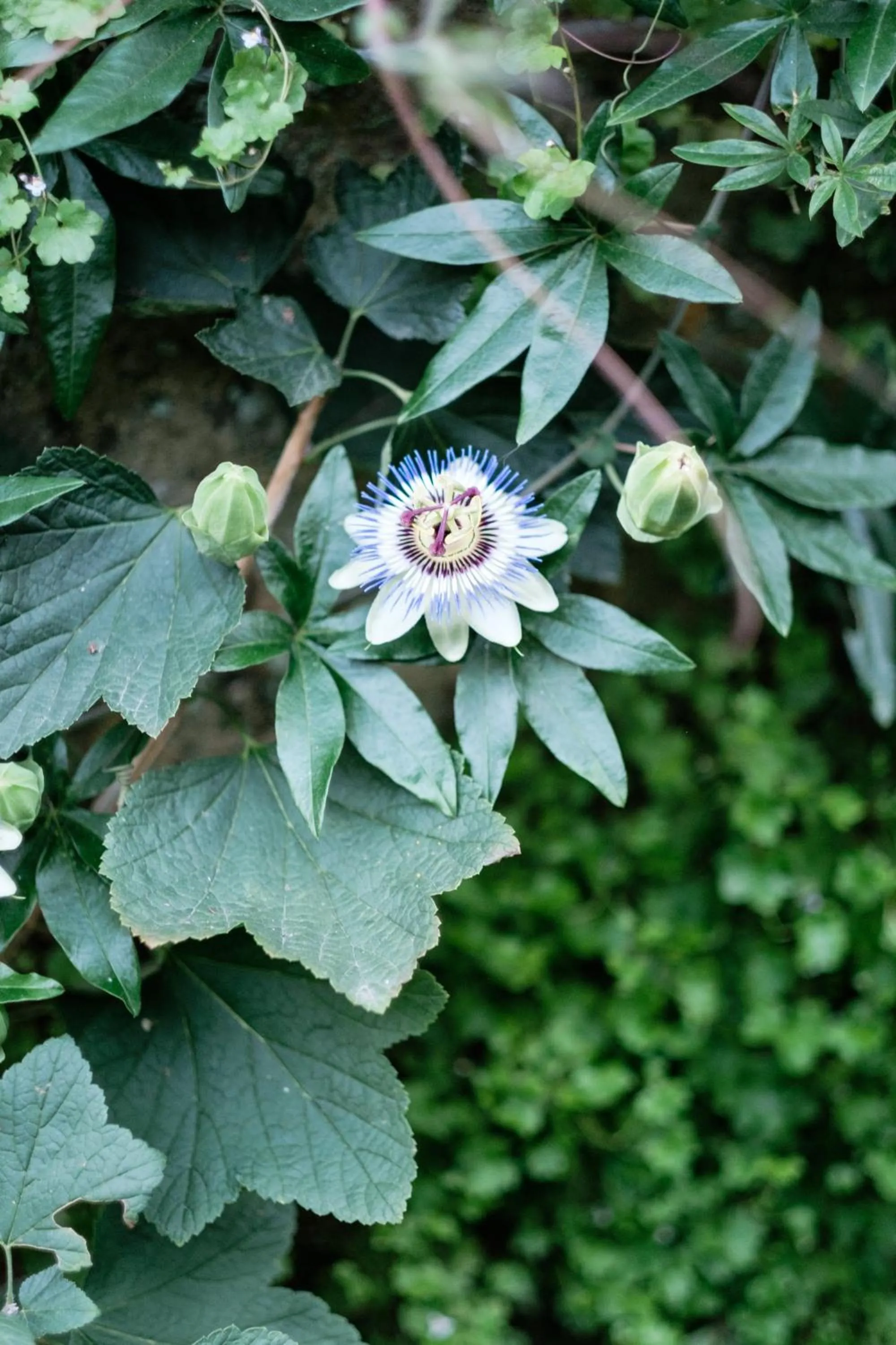 Restaurant/places to eat in Rosa Et Al Townhouse