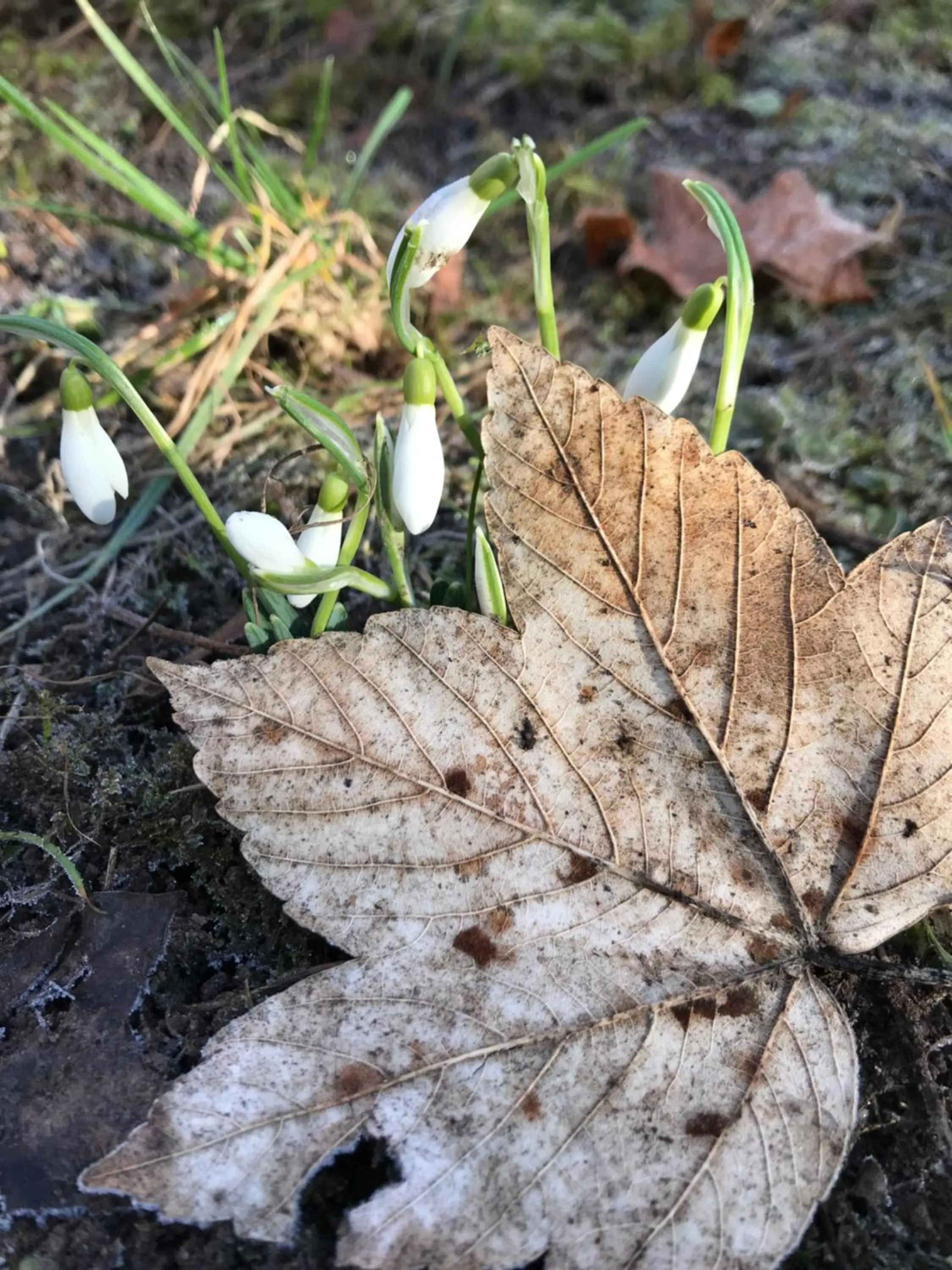 Garden in Hotel Villa Arnold