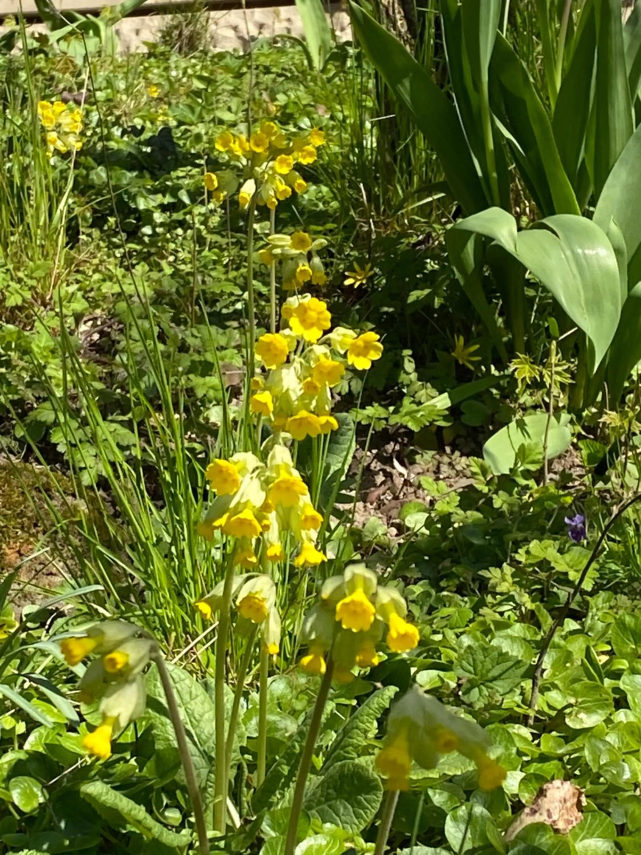 Garden in Hotel Villa Arnold