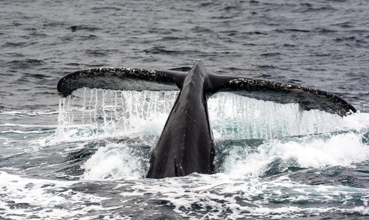 Hosteria Farallon Dillon