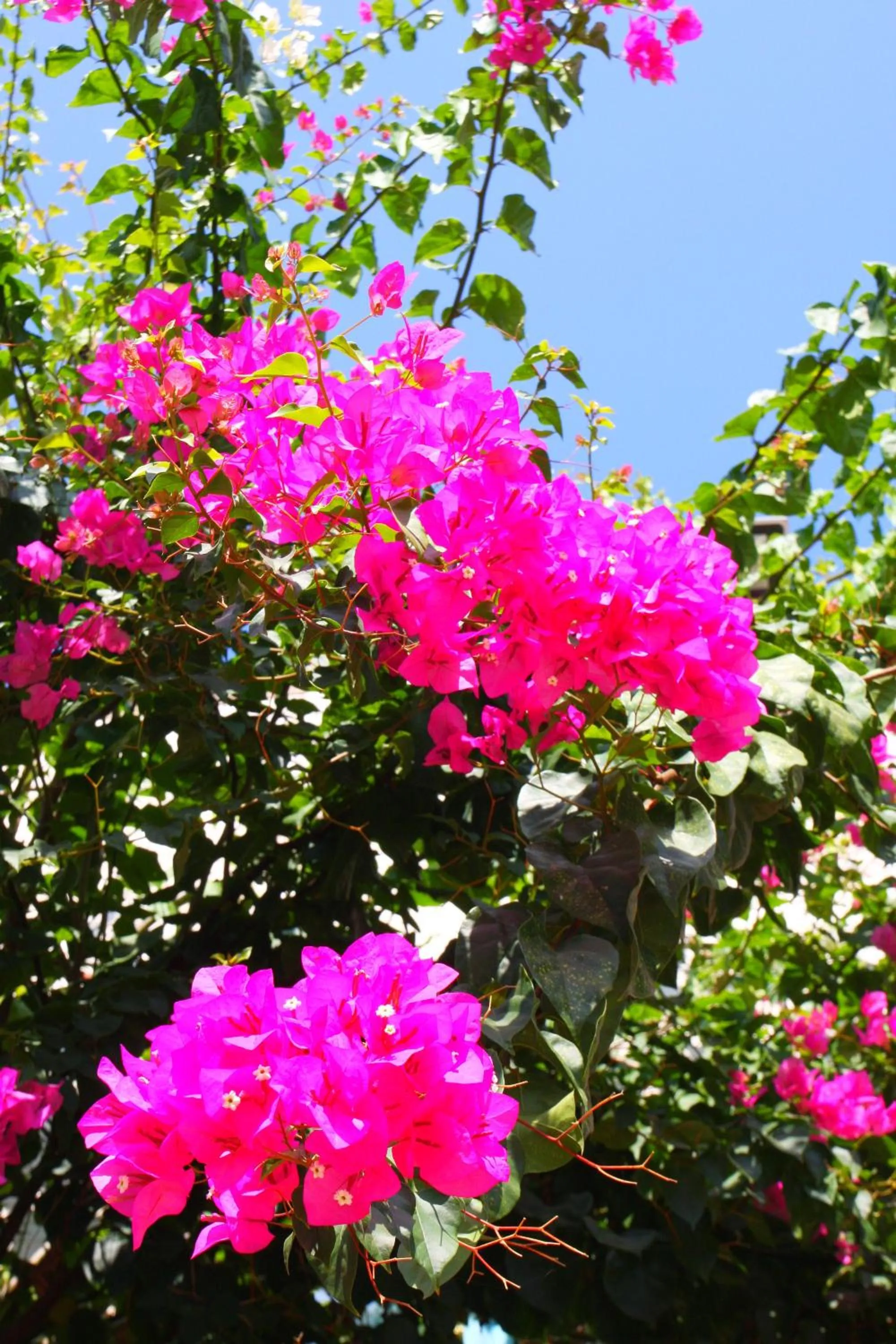 Spring in Camlikosk Apart Hotel