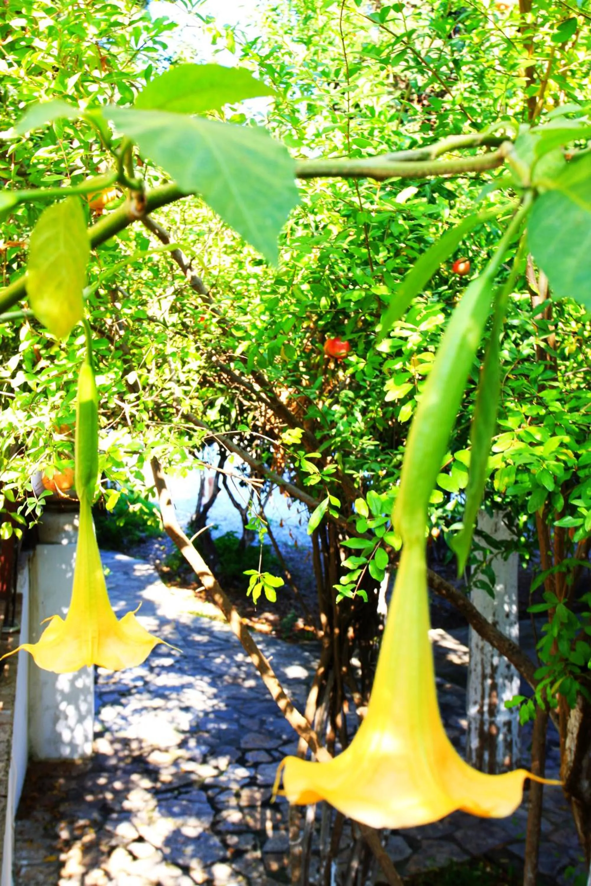 Garden in Camlikosk Apart Hotel