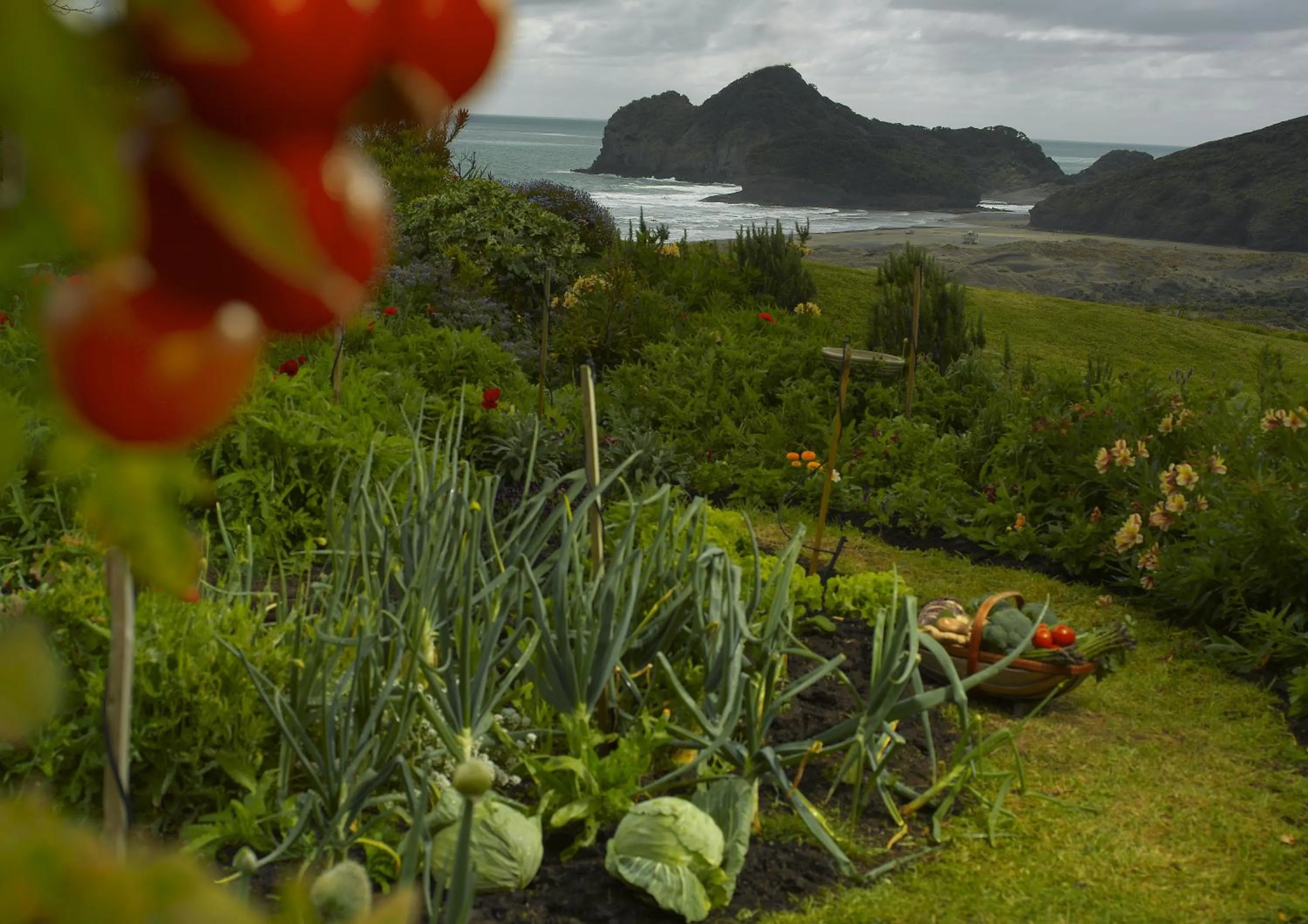 Day in Bethells Beach Cottages