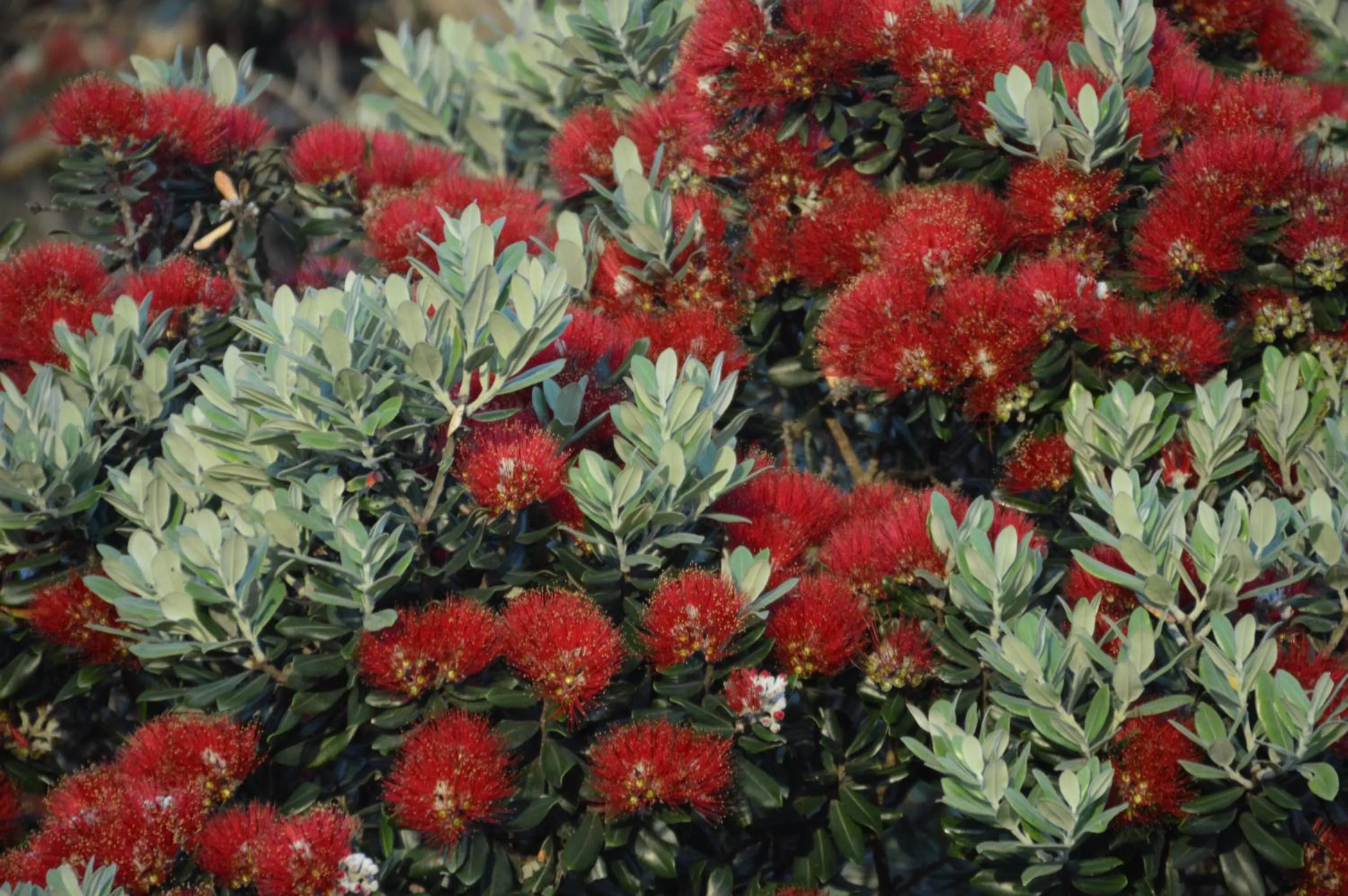 Bethells Beach Cottages