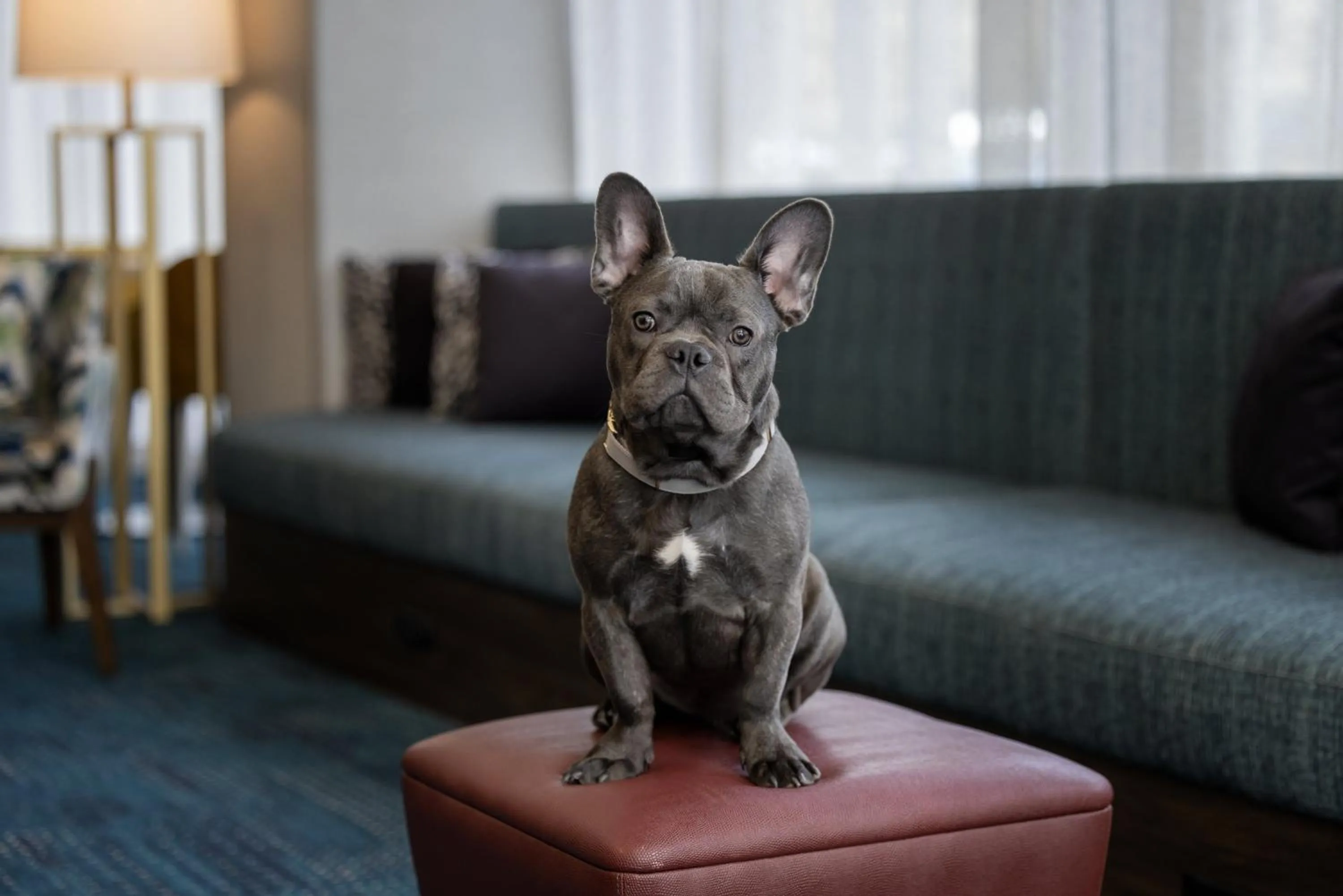 pet friendly in Hampton Inn Cleveland-Downtown