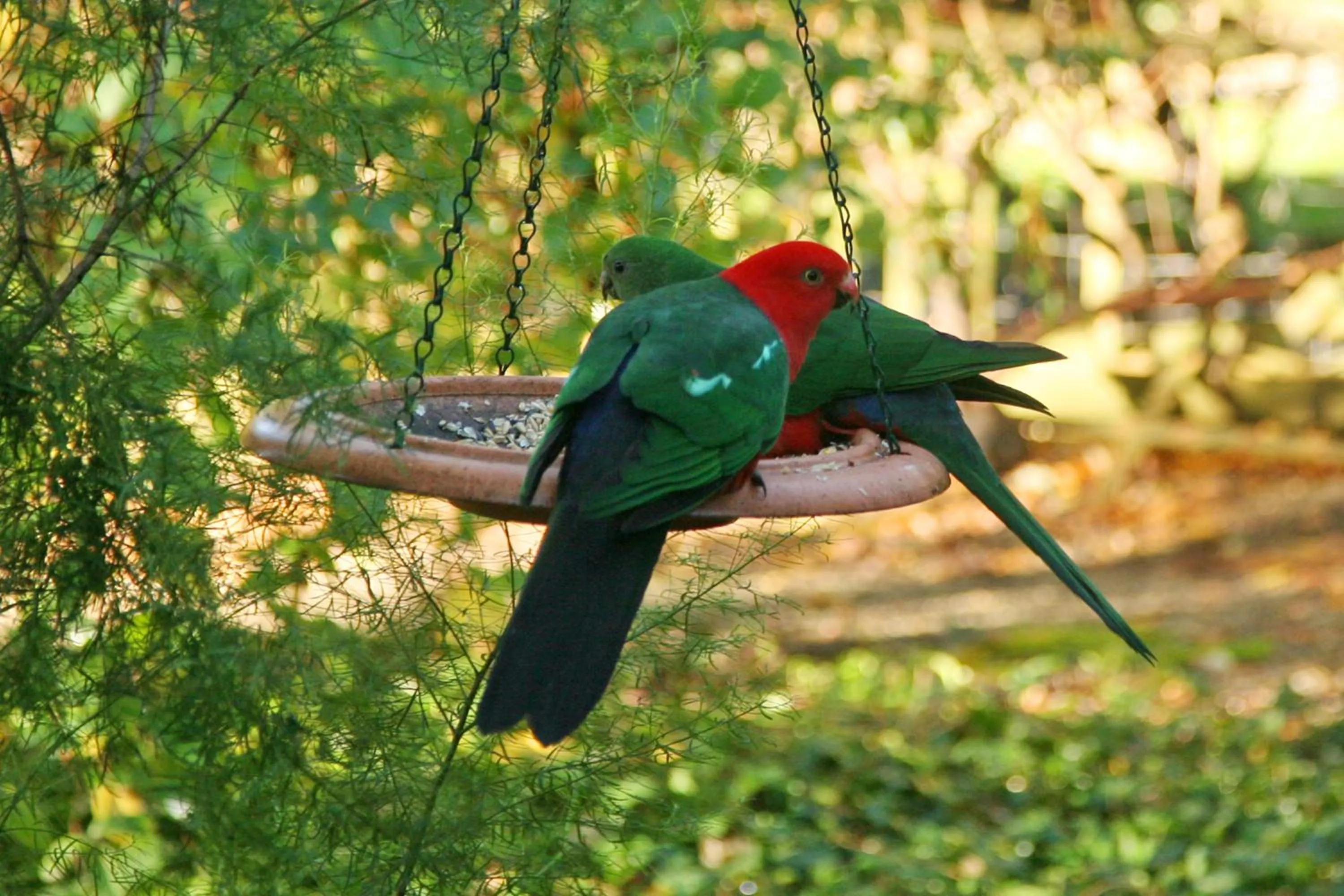 Animals in Glenview Retreat Luxury Accommodation