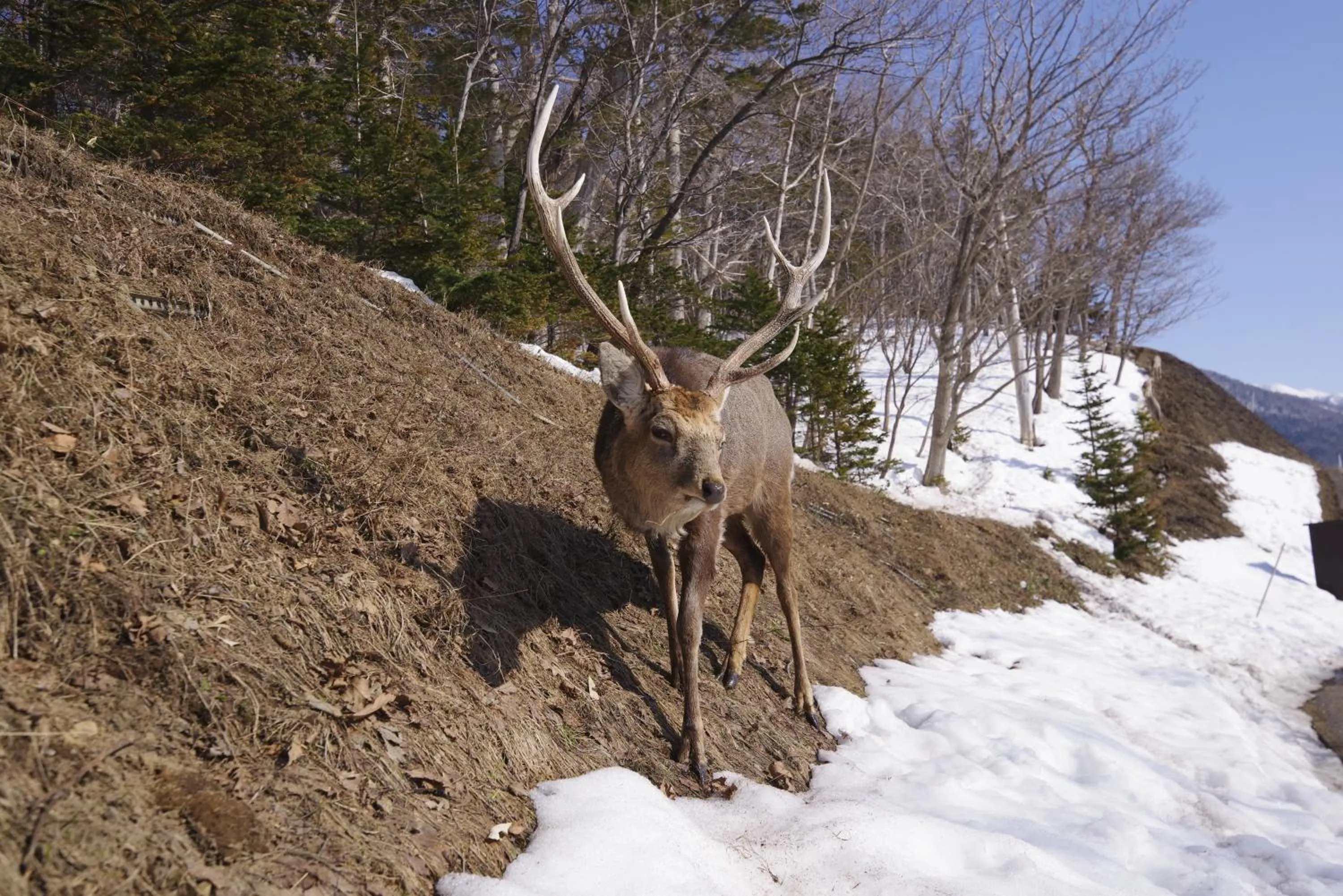 Animals in Shiretoko Village