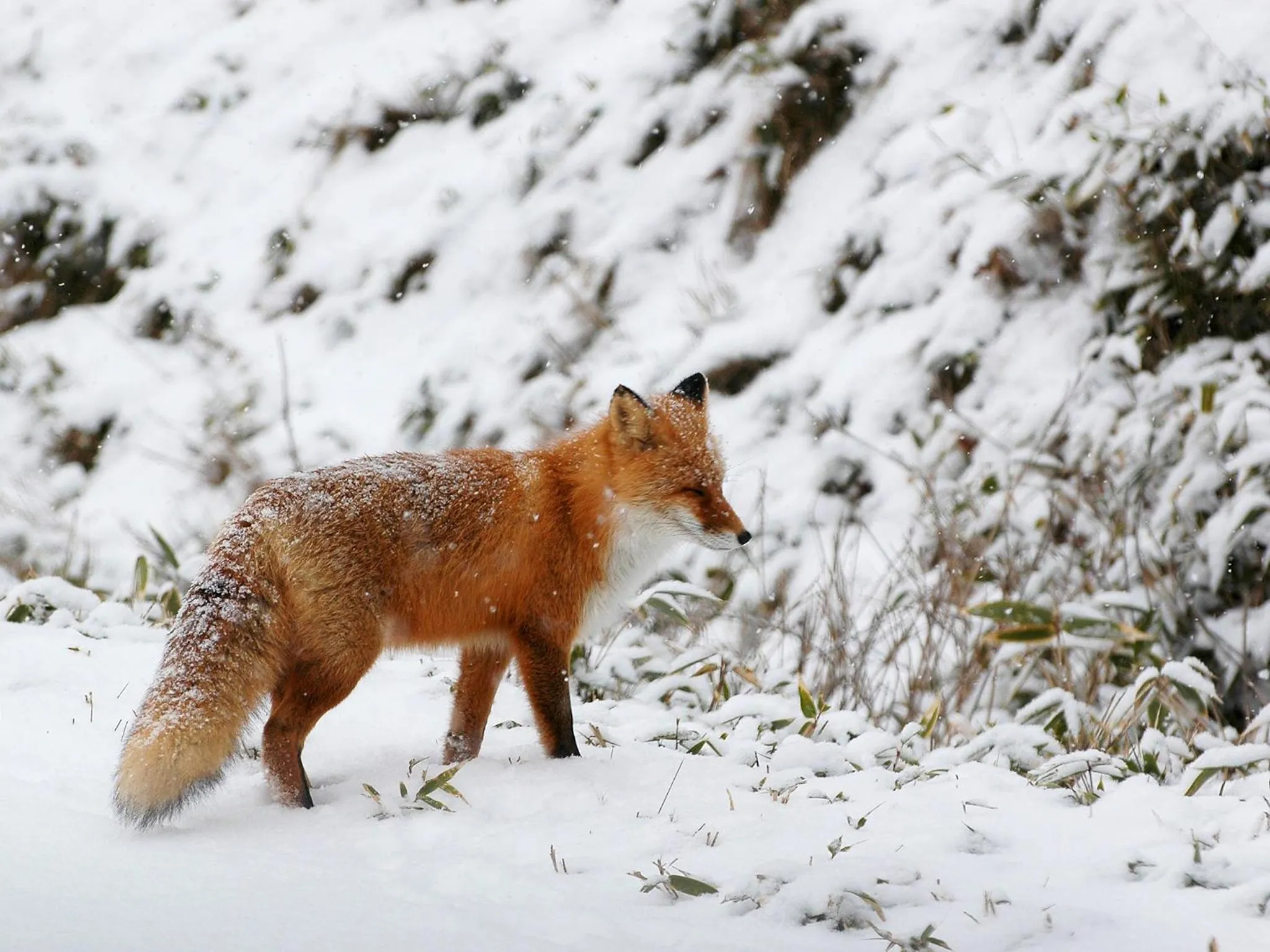 Off site in Shiretoko Village