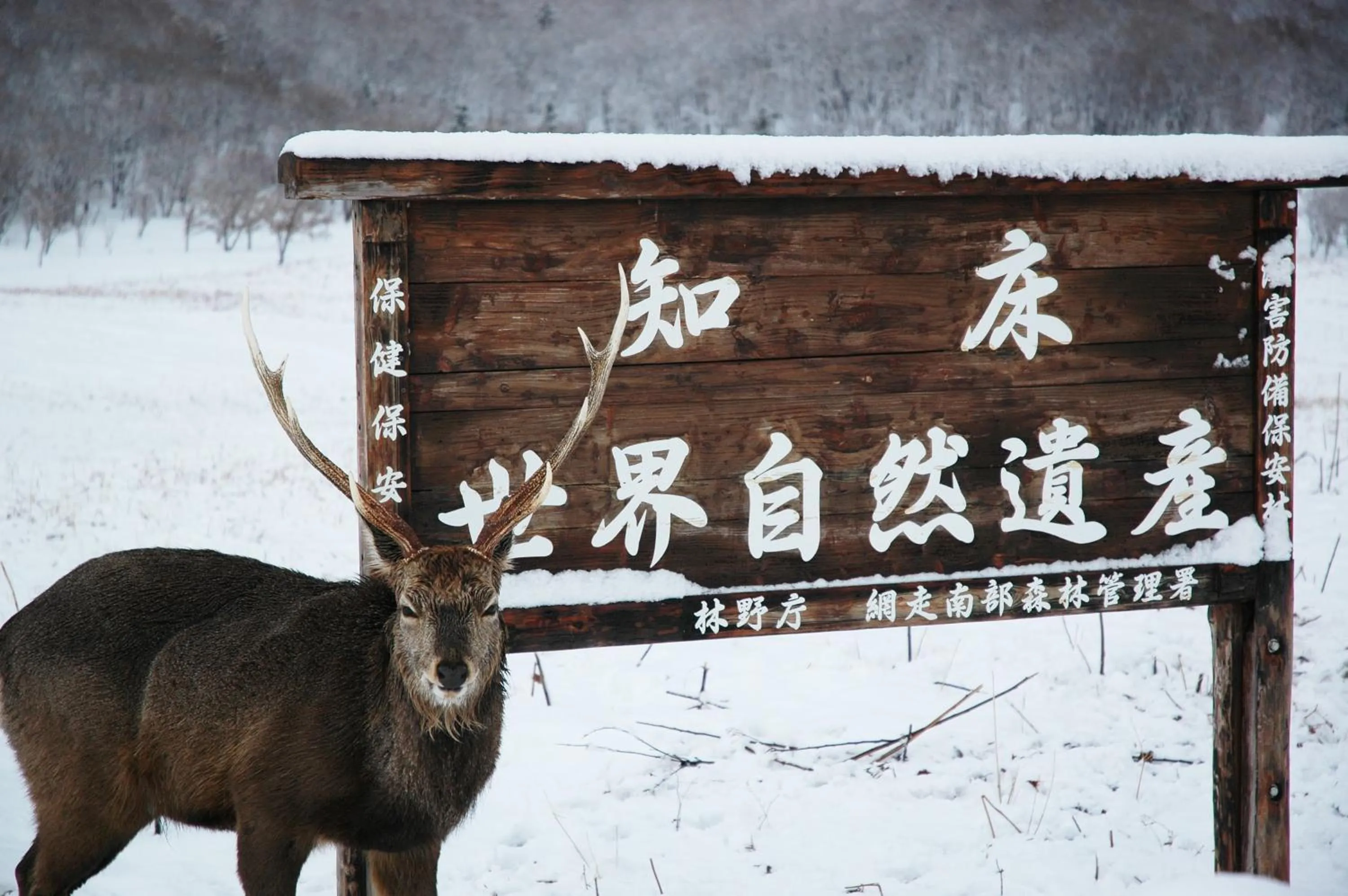 Animals in Shiretoko Village
