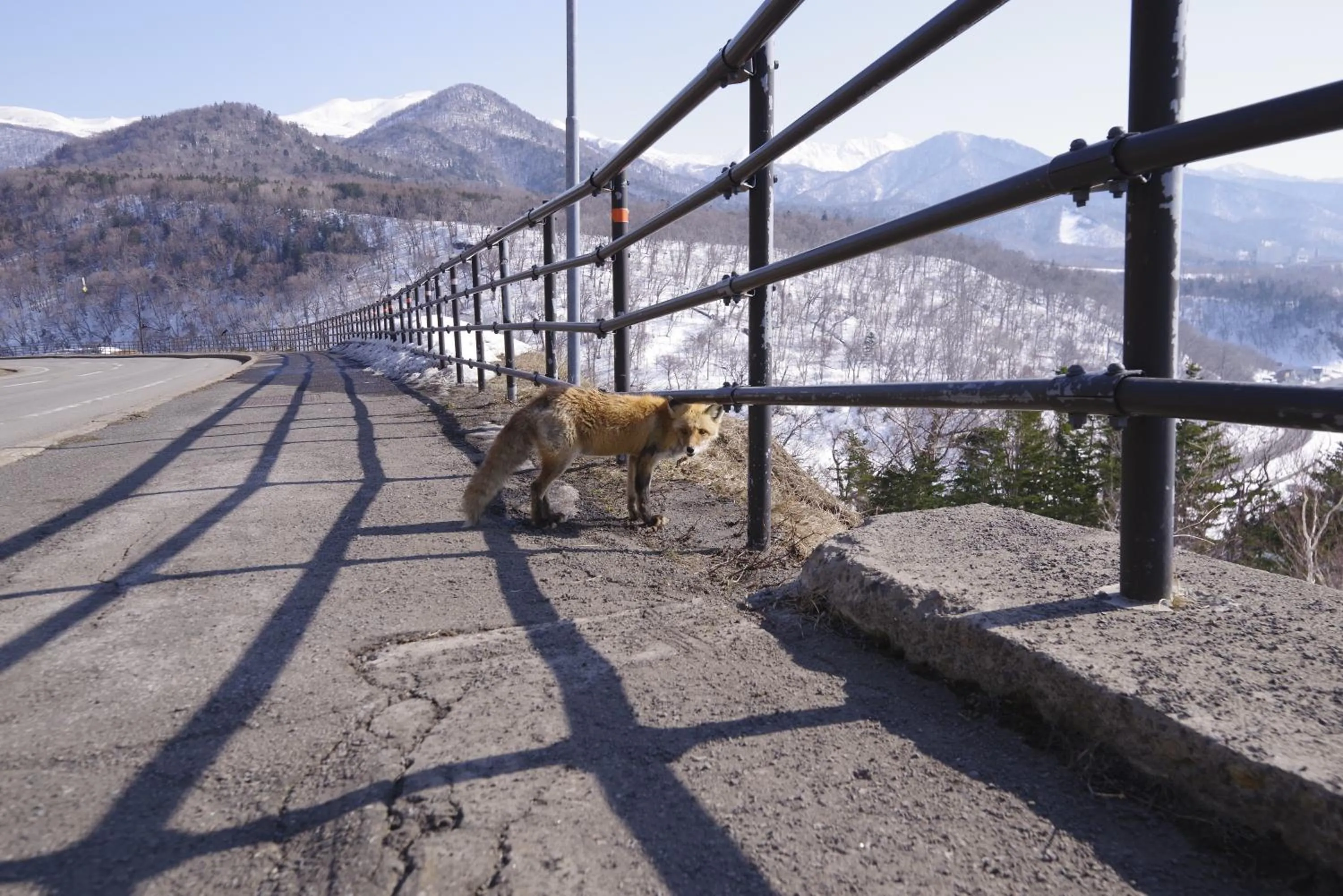 Animals in Shiretoko Village