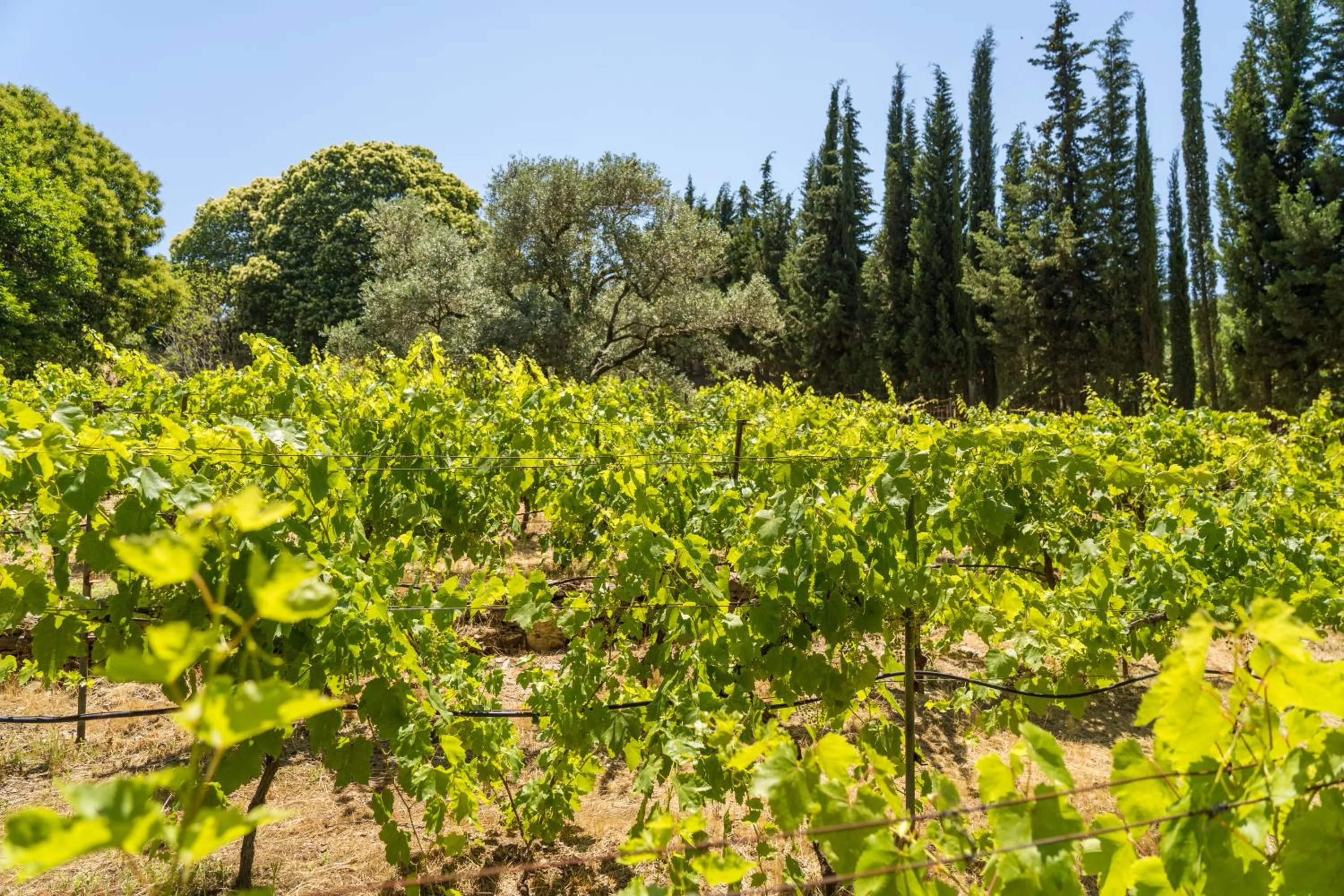 Spring in Gullu Konaklari