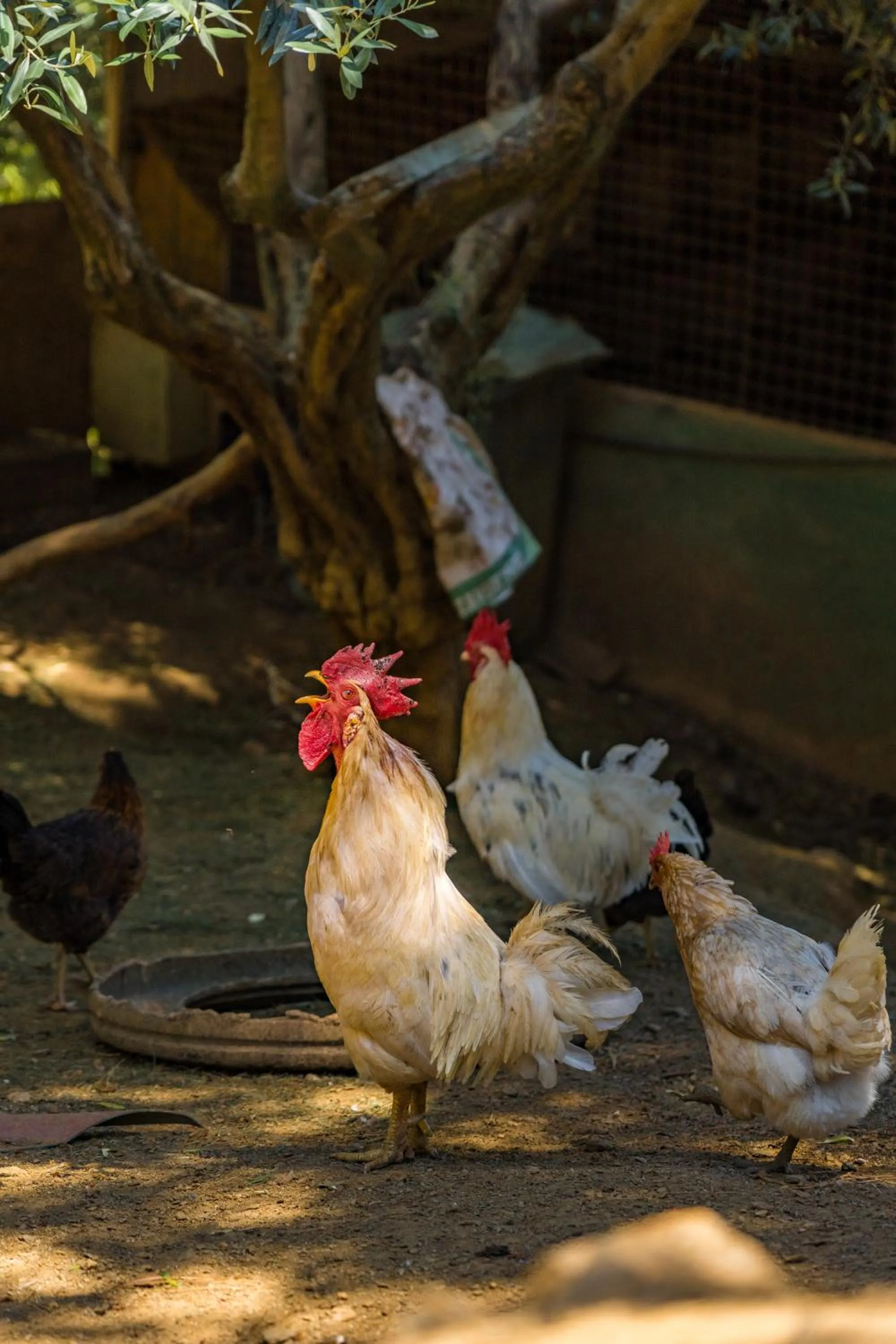 Day in Gullu Konaklari