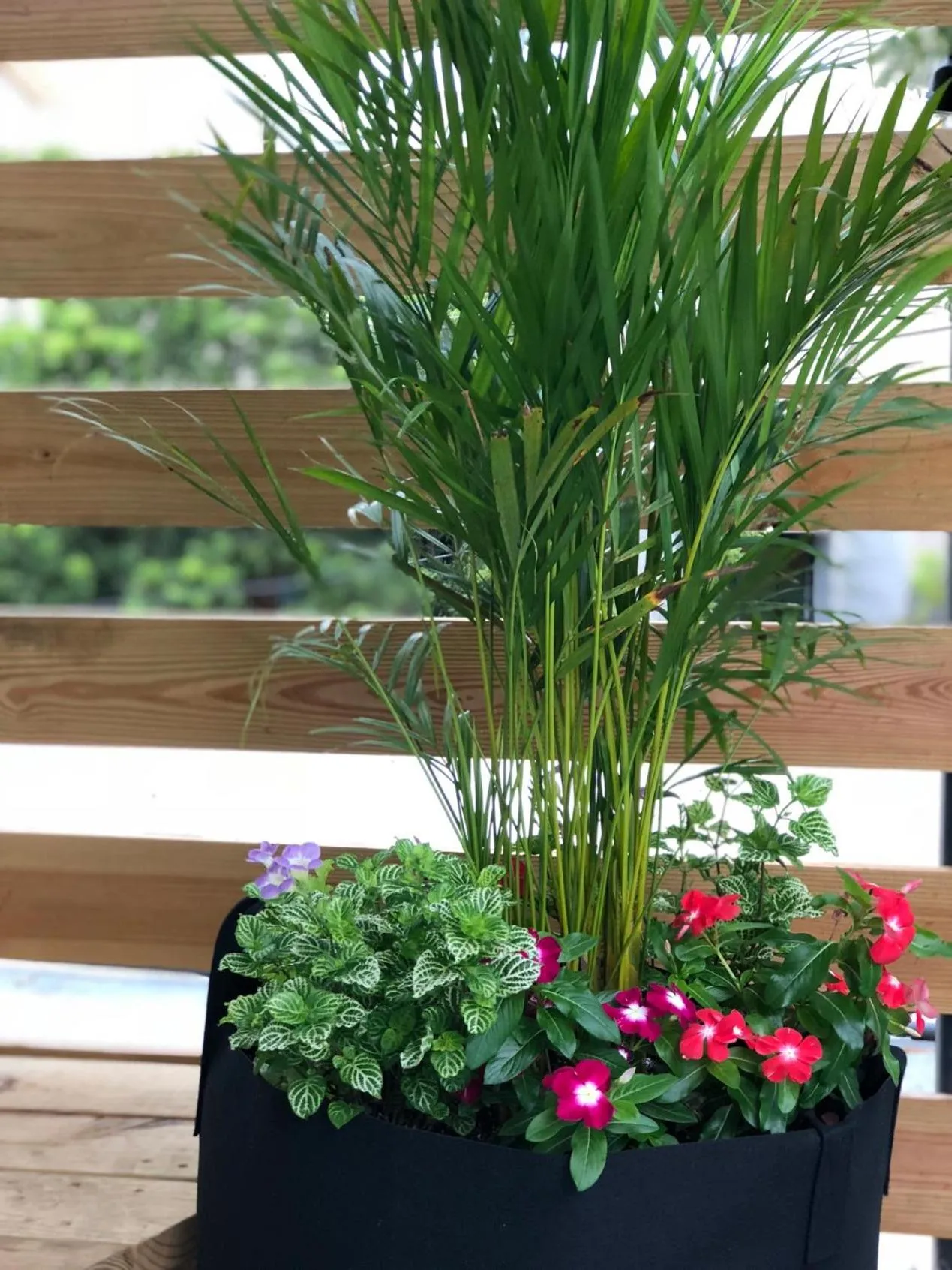 Garden in Santurcia Hostel