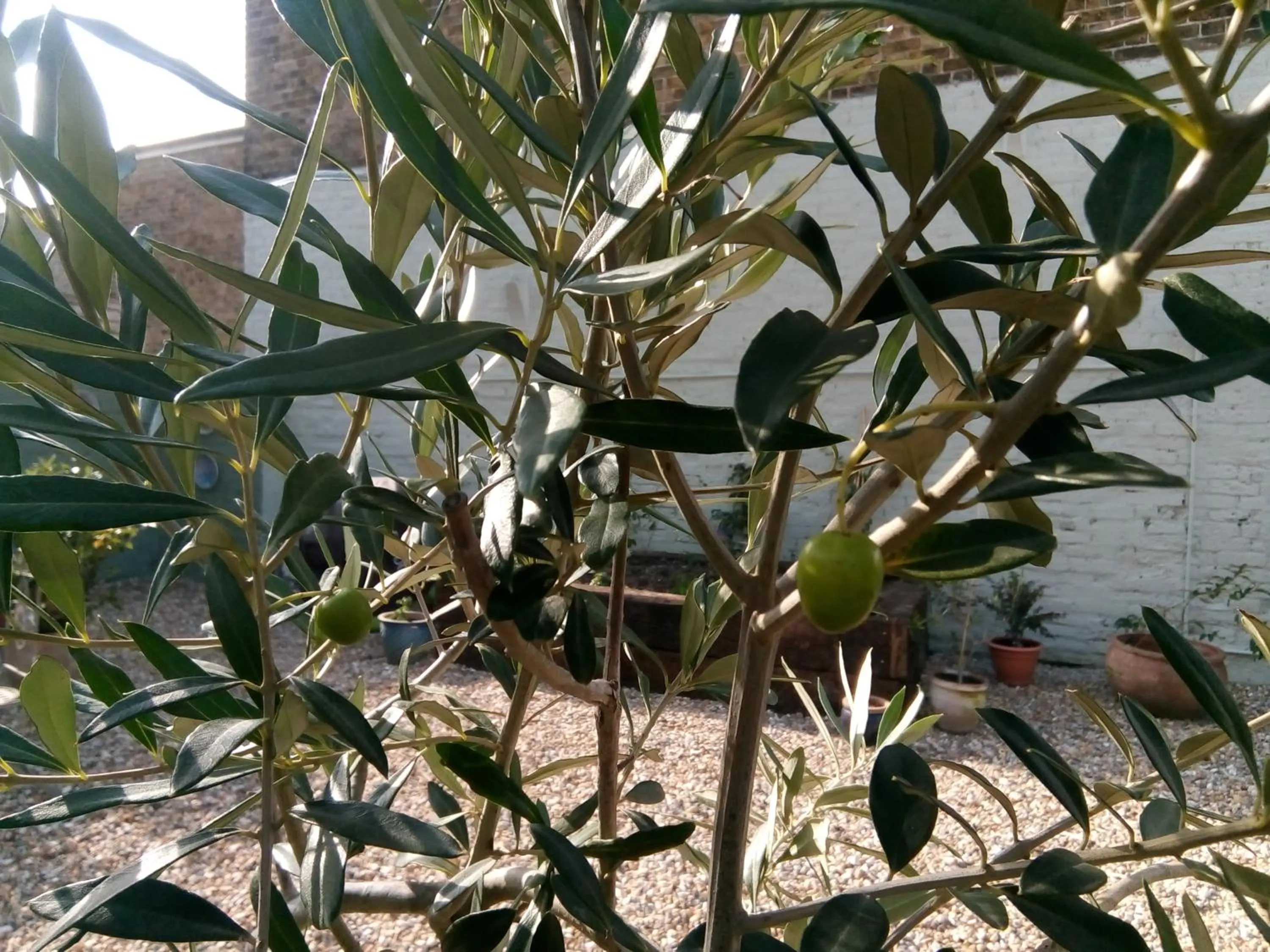 Garden in Rosslyn Court