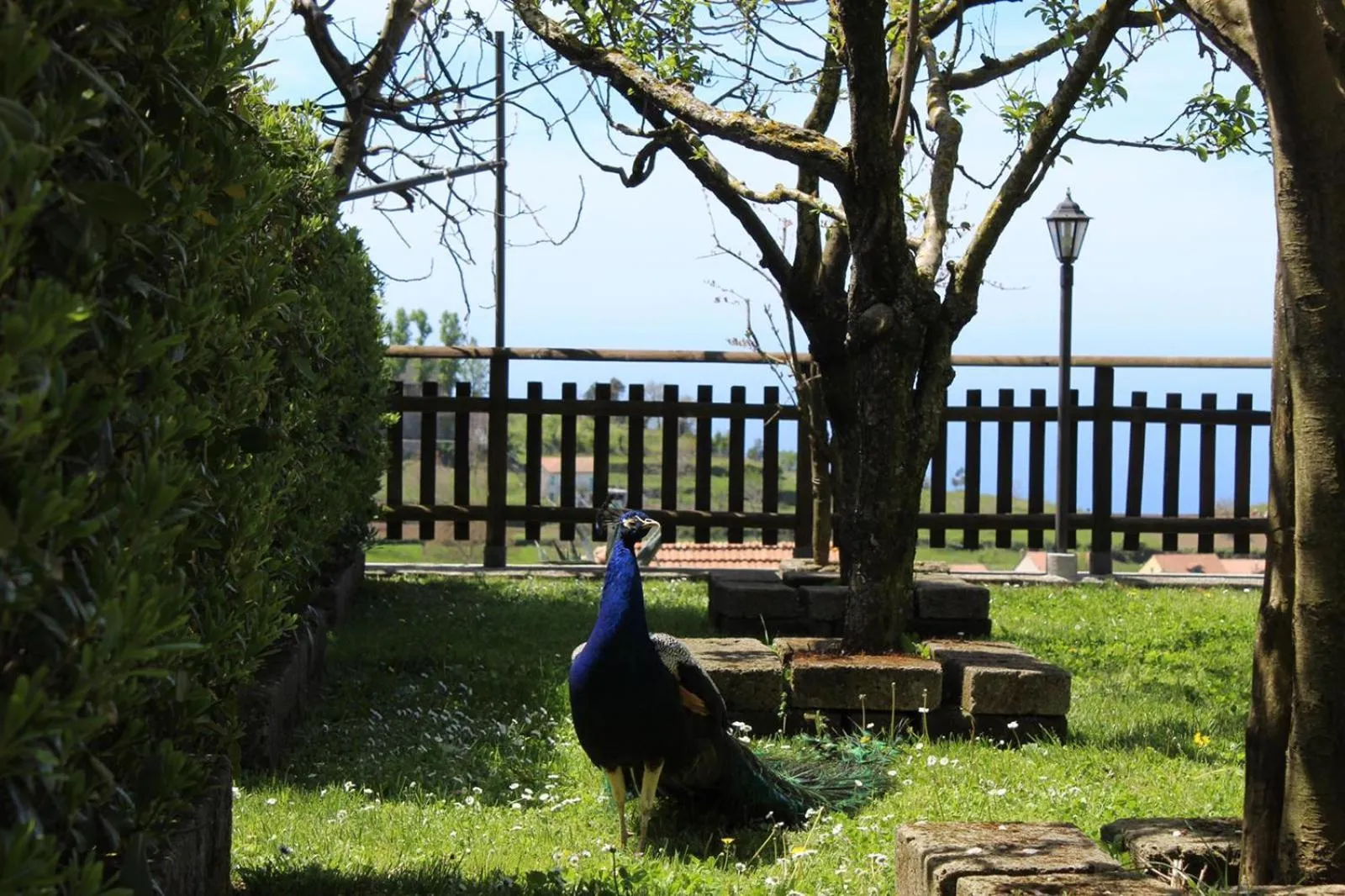 Animals in Agriturismo La Baita