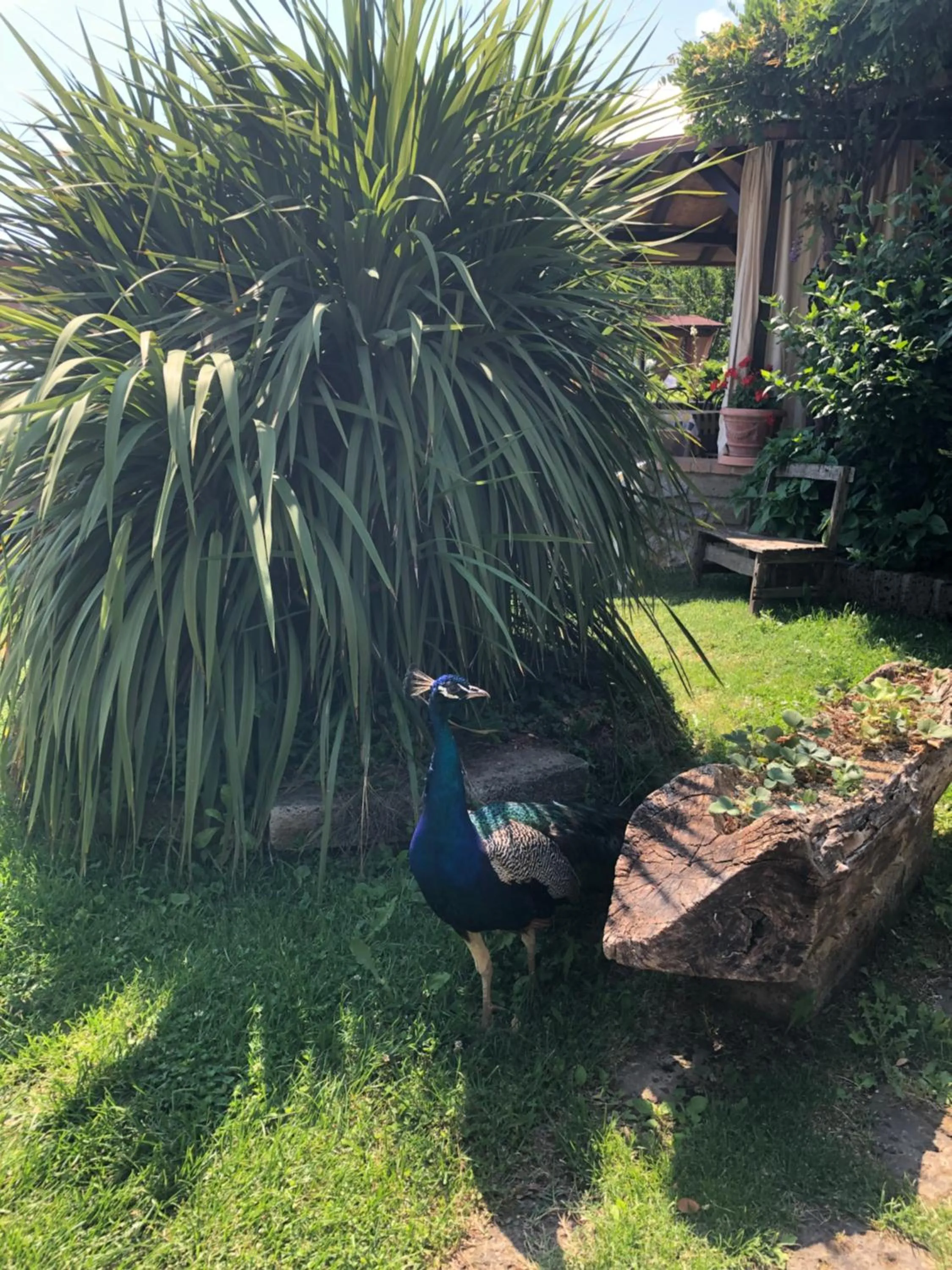 Garden in Agriturismo La Baita