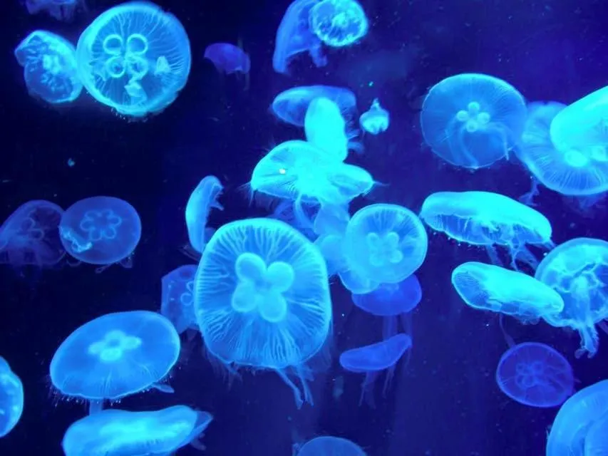 Stay SAKURA Kyoto Higashi Hongan-ji I