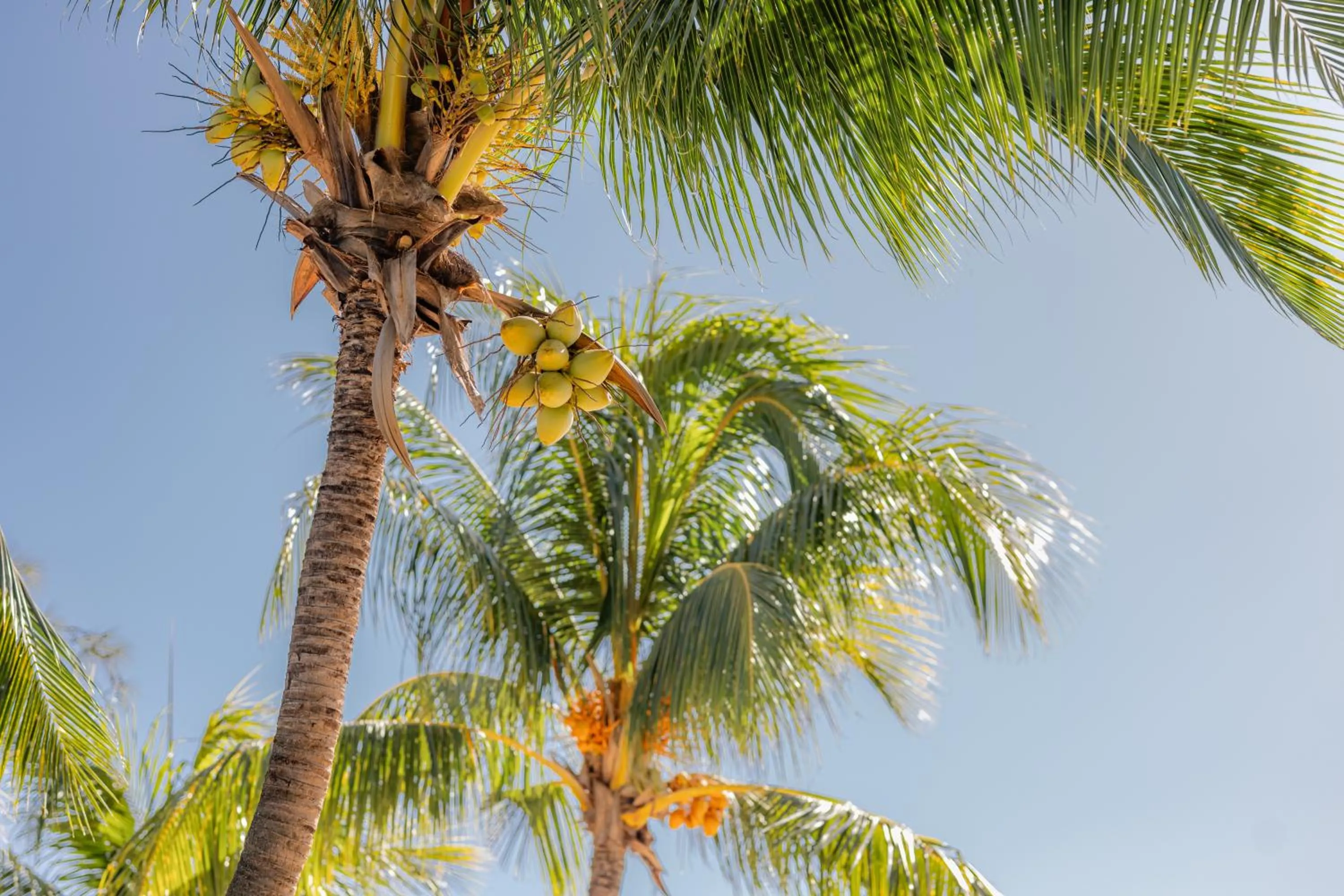 Garden in Cocotiers Hotel – Mauritius