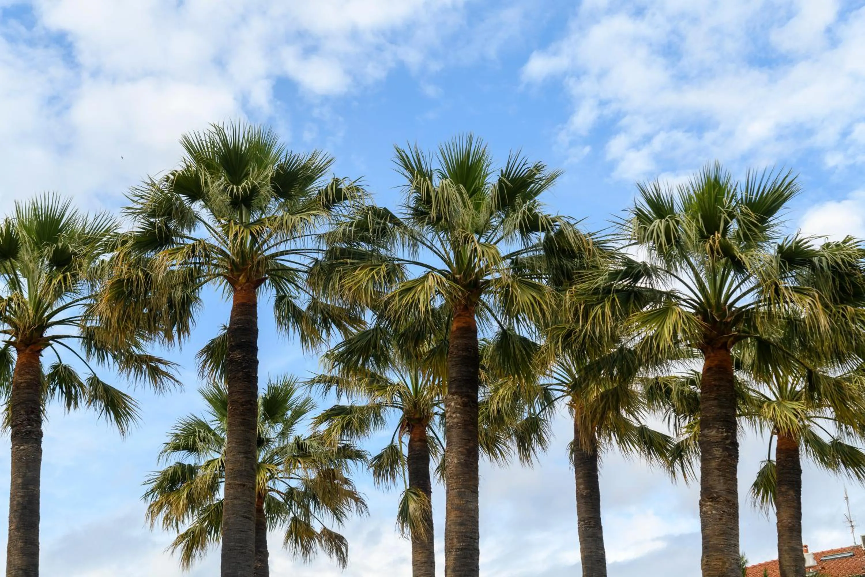 Spring in Hotel & Apartments Sasso