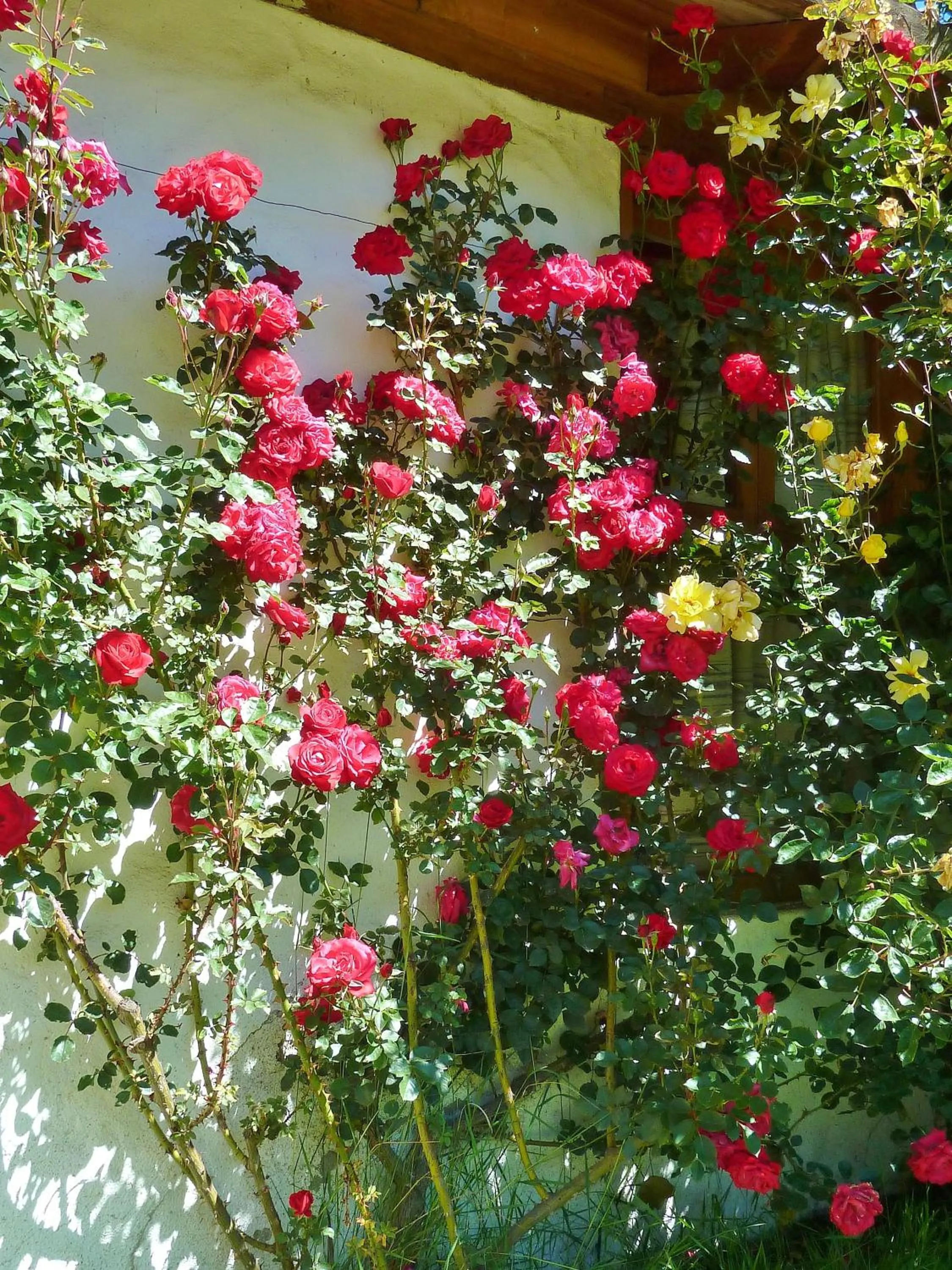 Garden in Las Vertientes Lodge