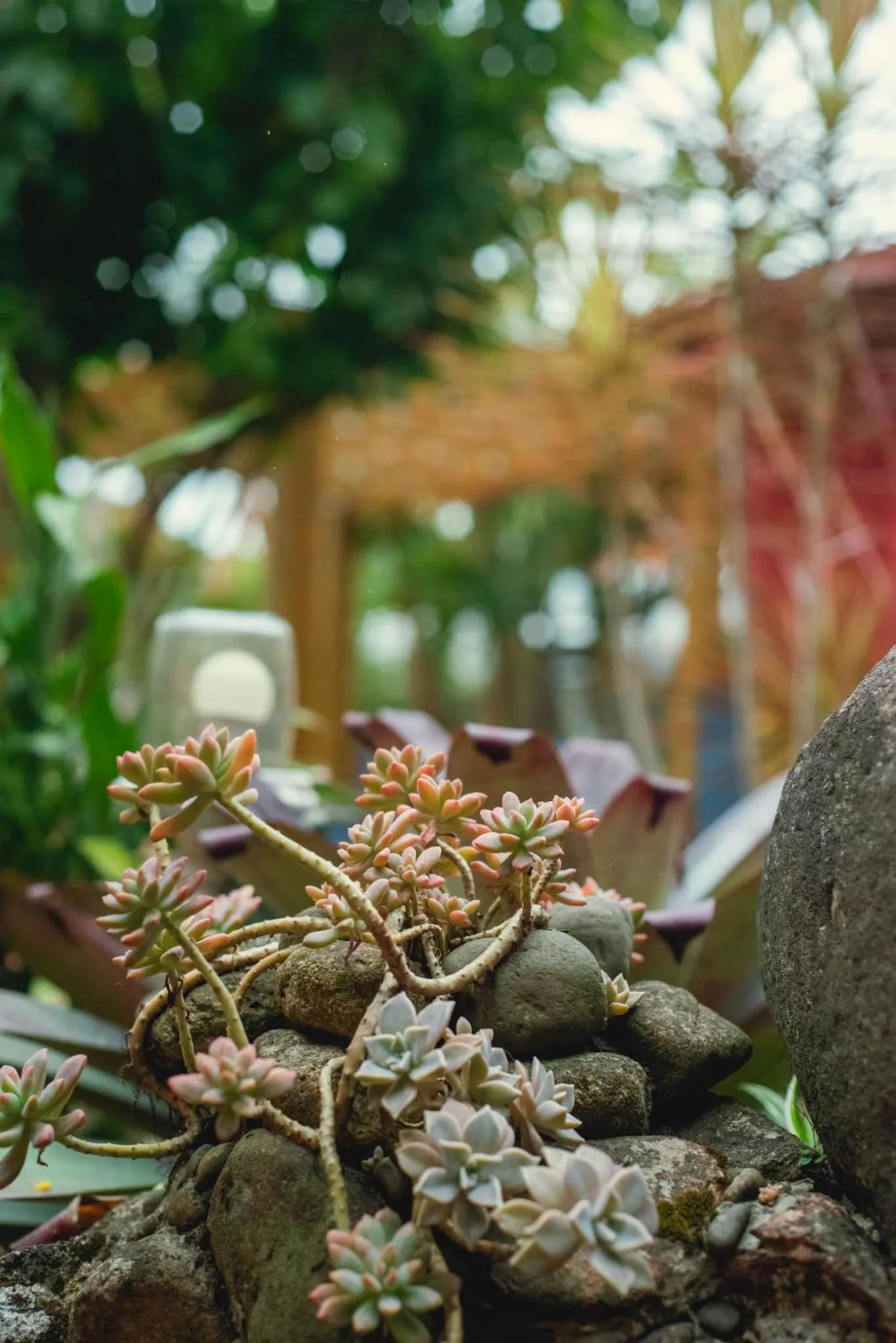 Garden in Pousada Cacau