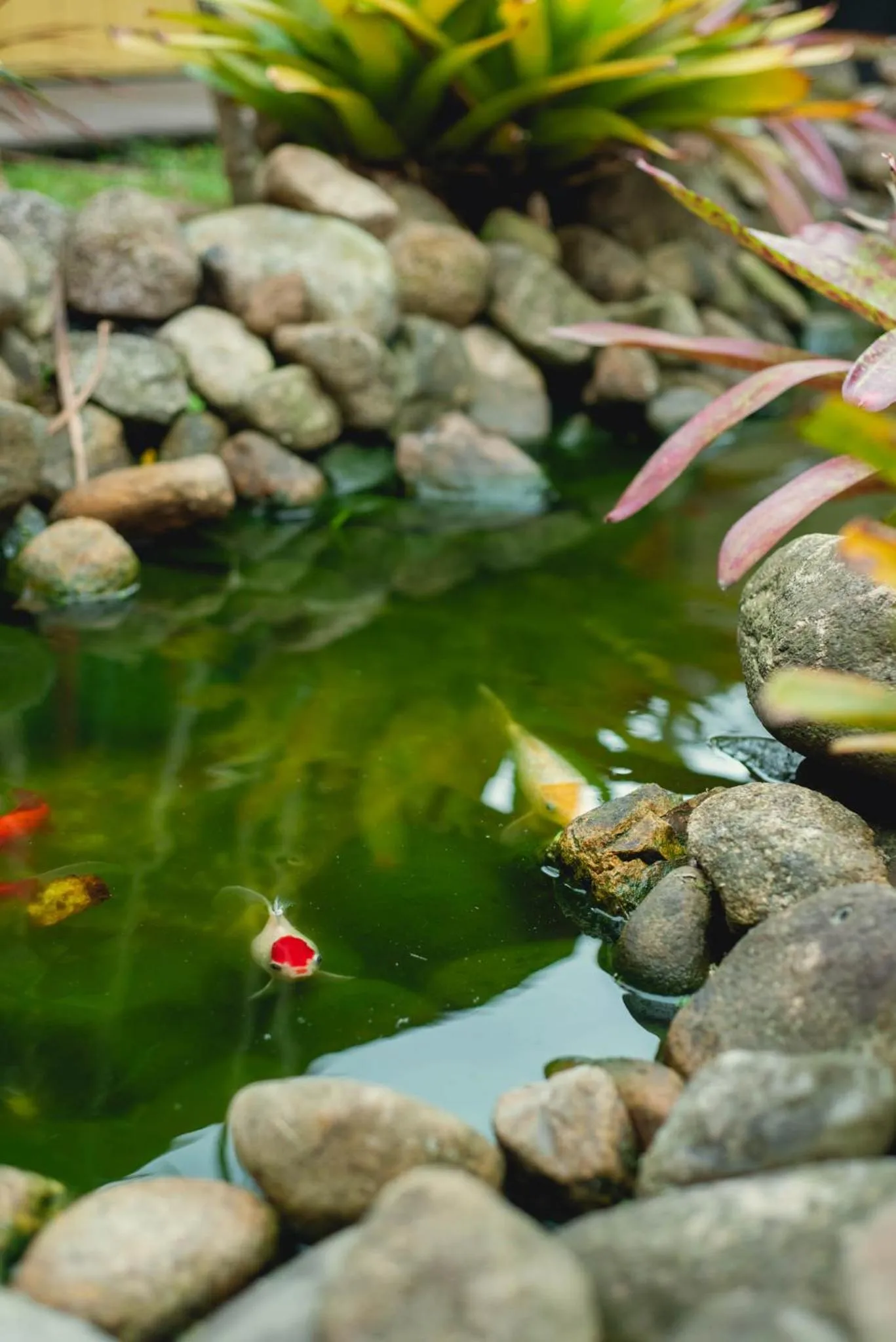 Animals in Pousada Cacau