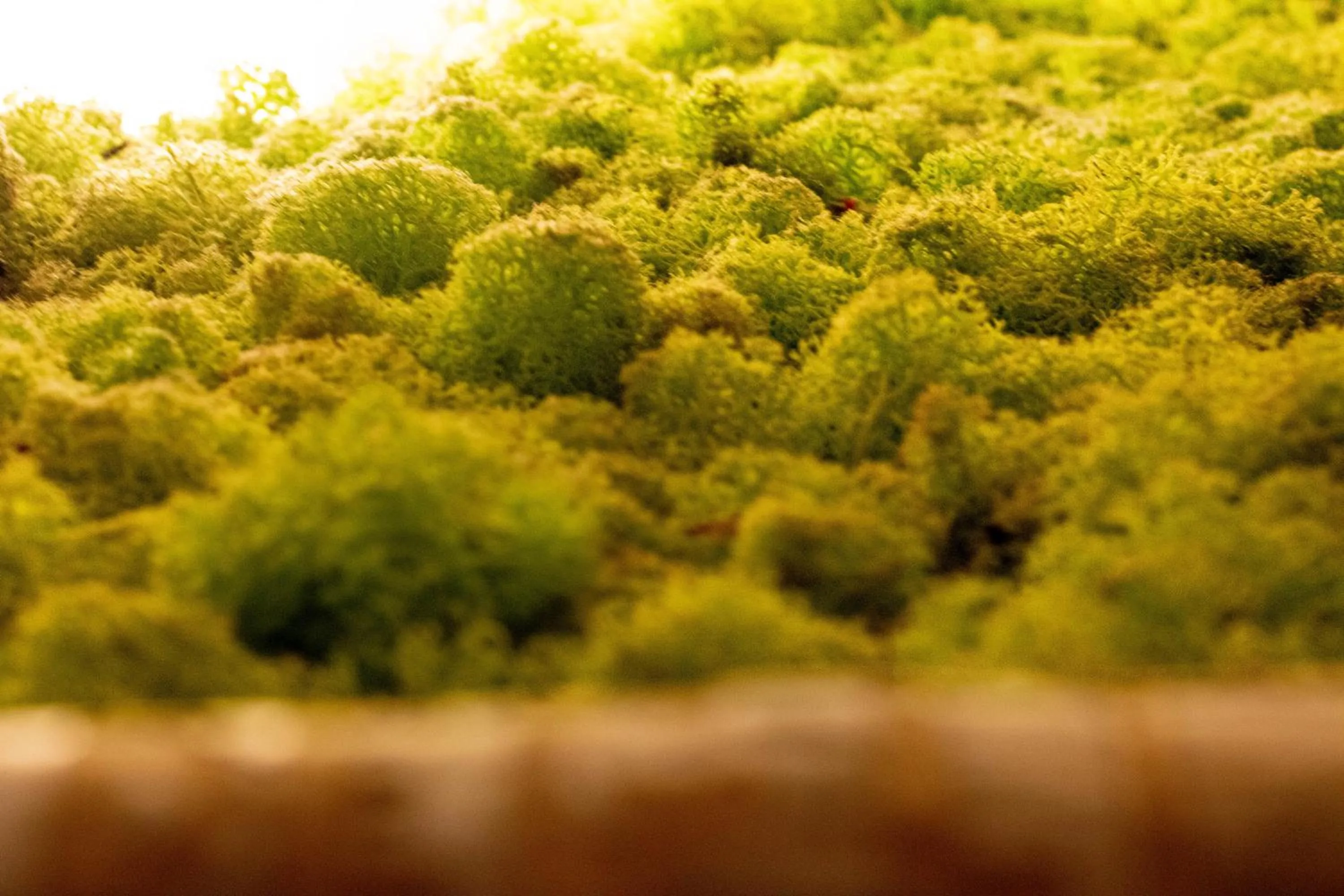 Lobby or reception in Oasi Degli Dei