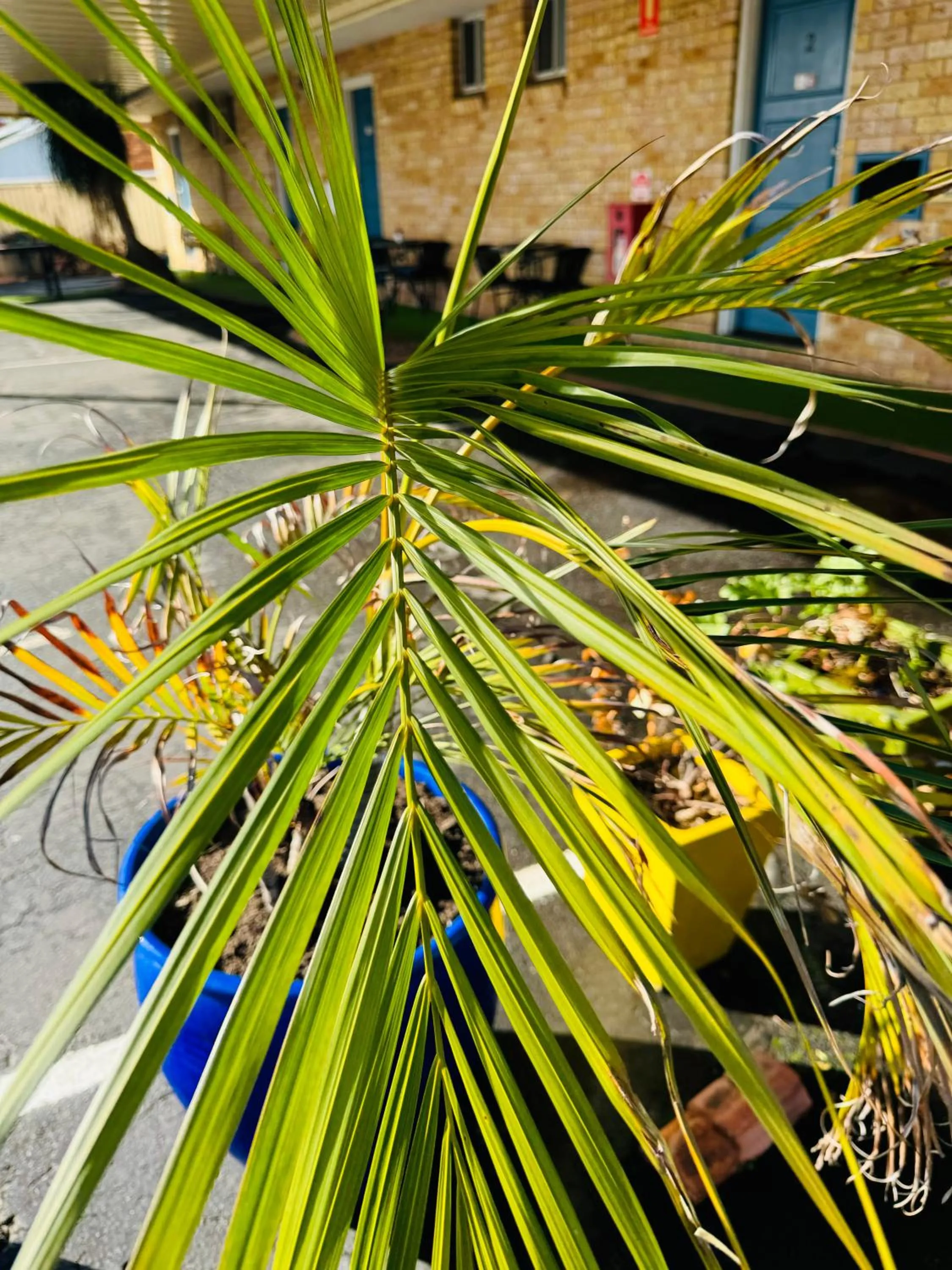 Spring in Town and Country Motor Inn