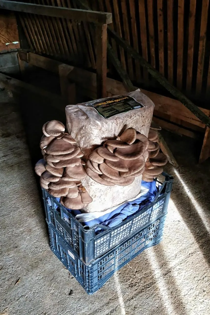 Food close-up in Orias Guesthouse & Farm