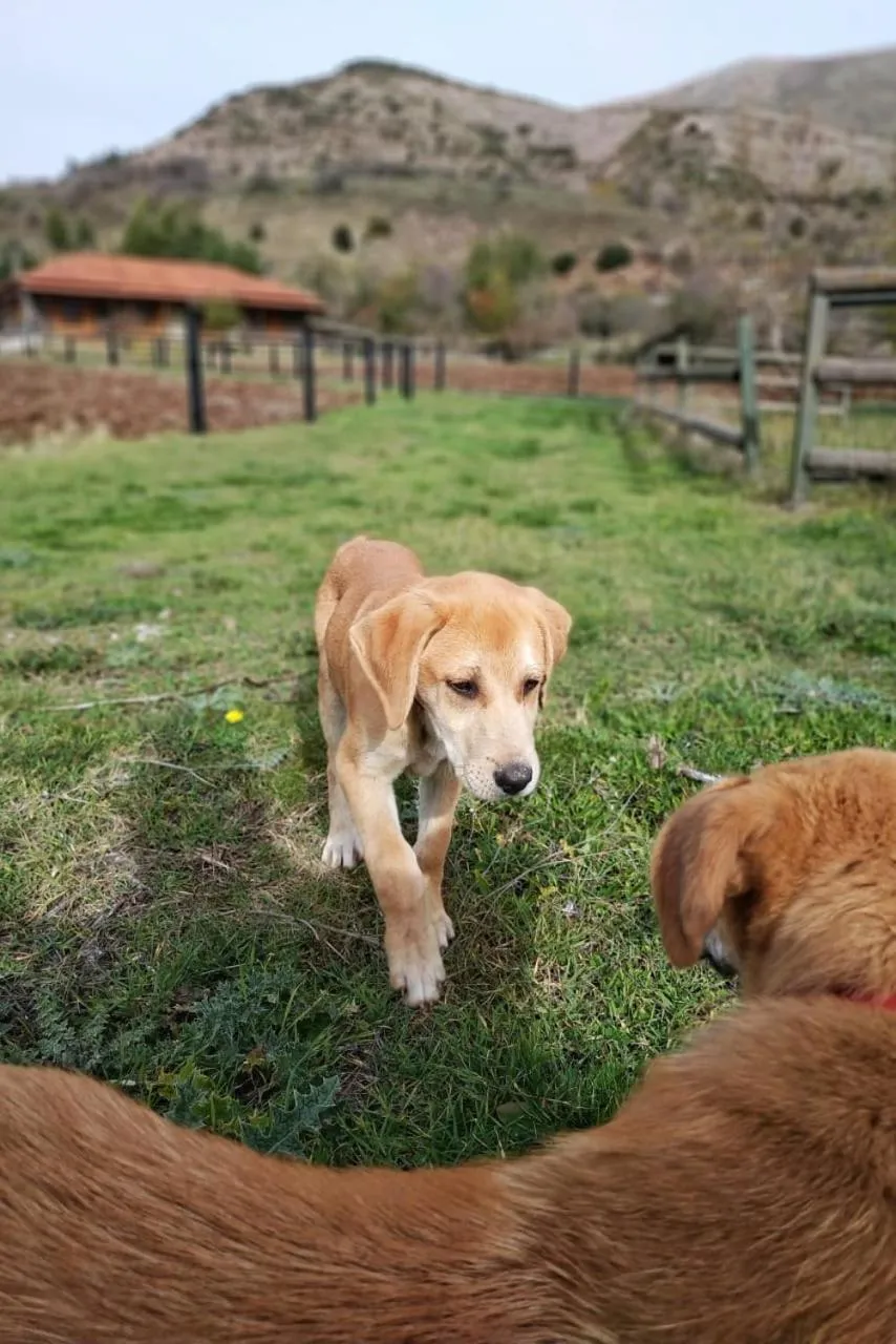 Pets in Orias Guesthouse & Farm