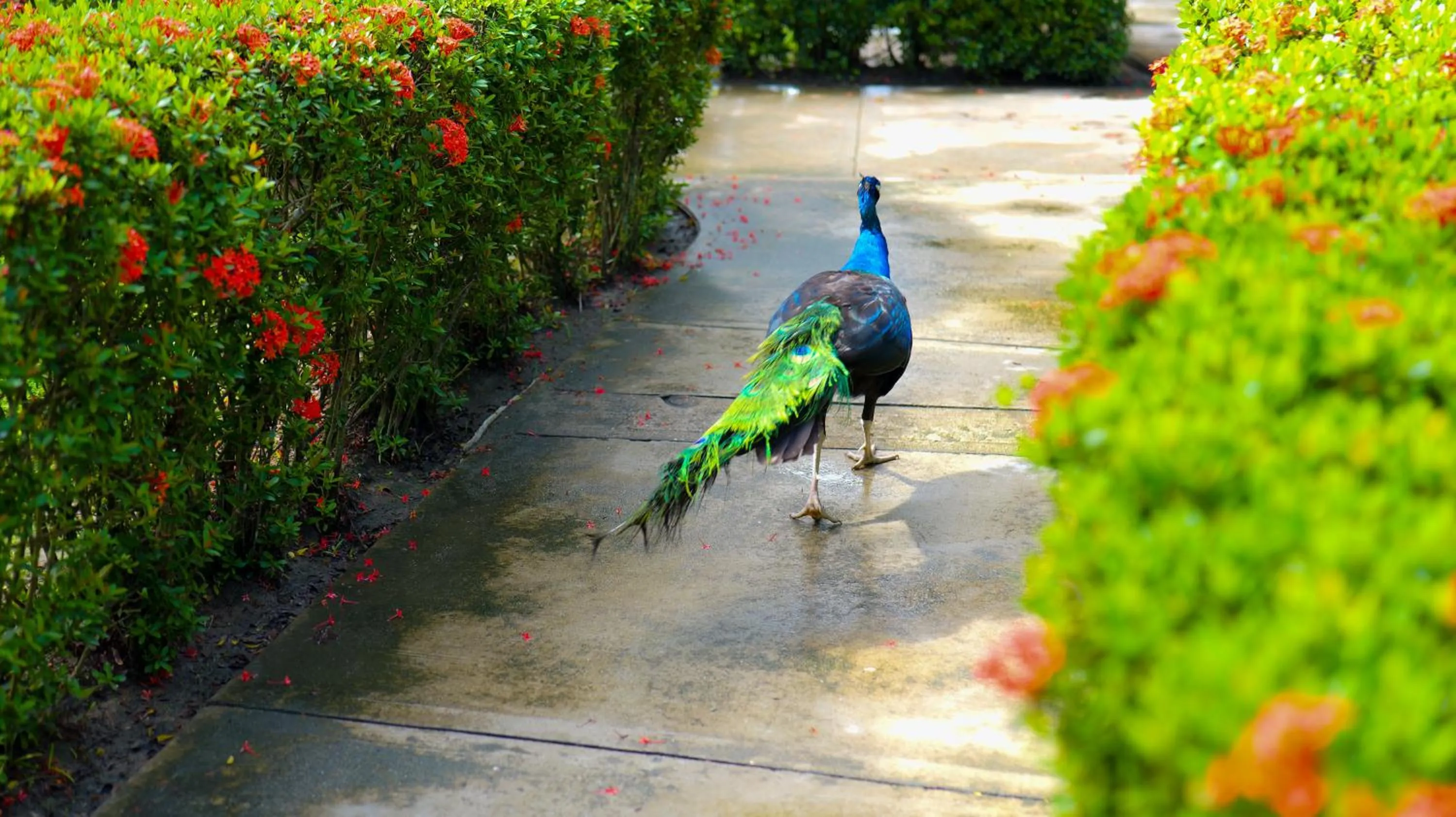 Animals in La Ensenada Beach Resort