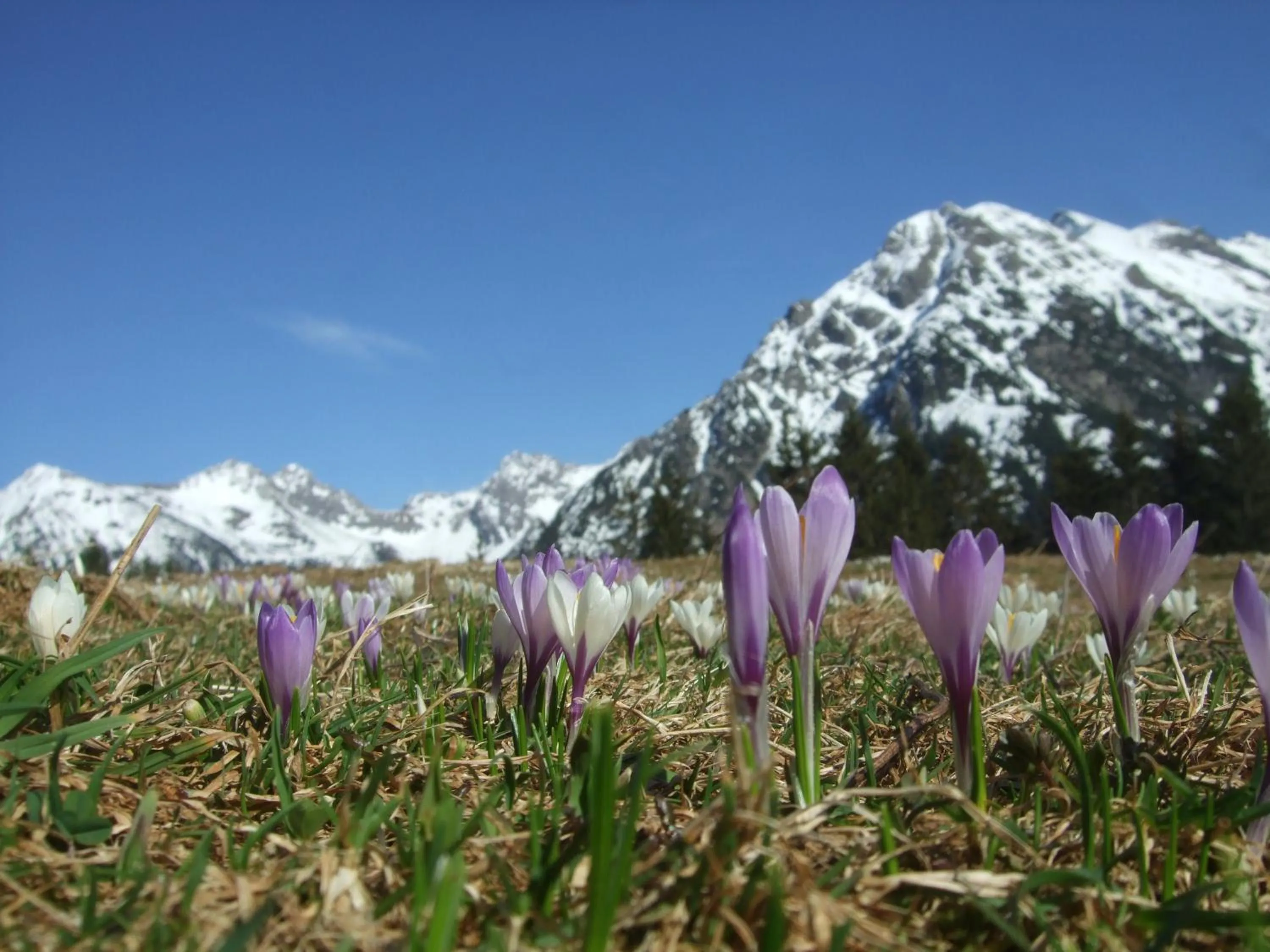 Natural landscape in Hotel Alpensonne