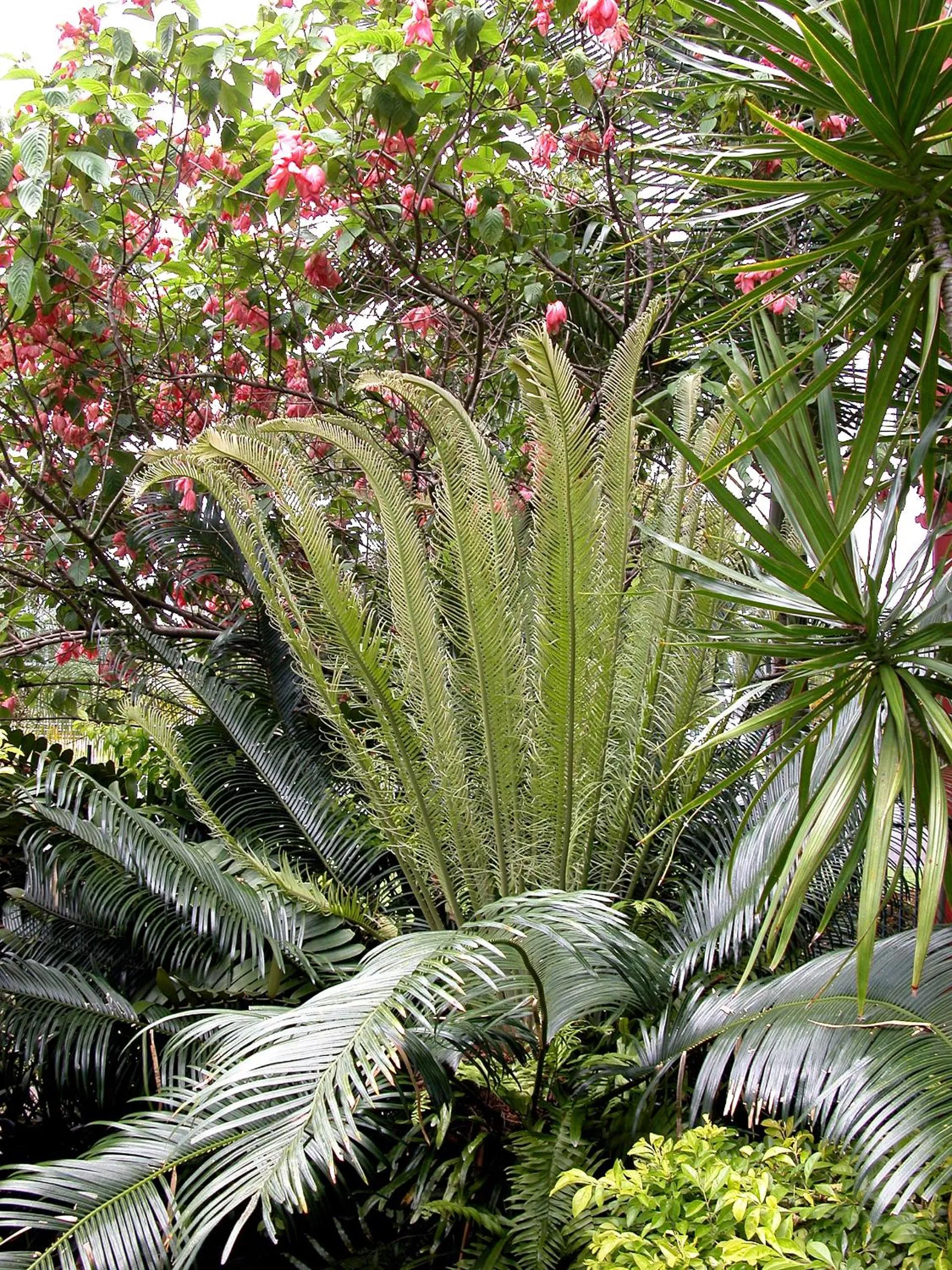 Garden in Cairns Queenslander Hotel & Apartments