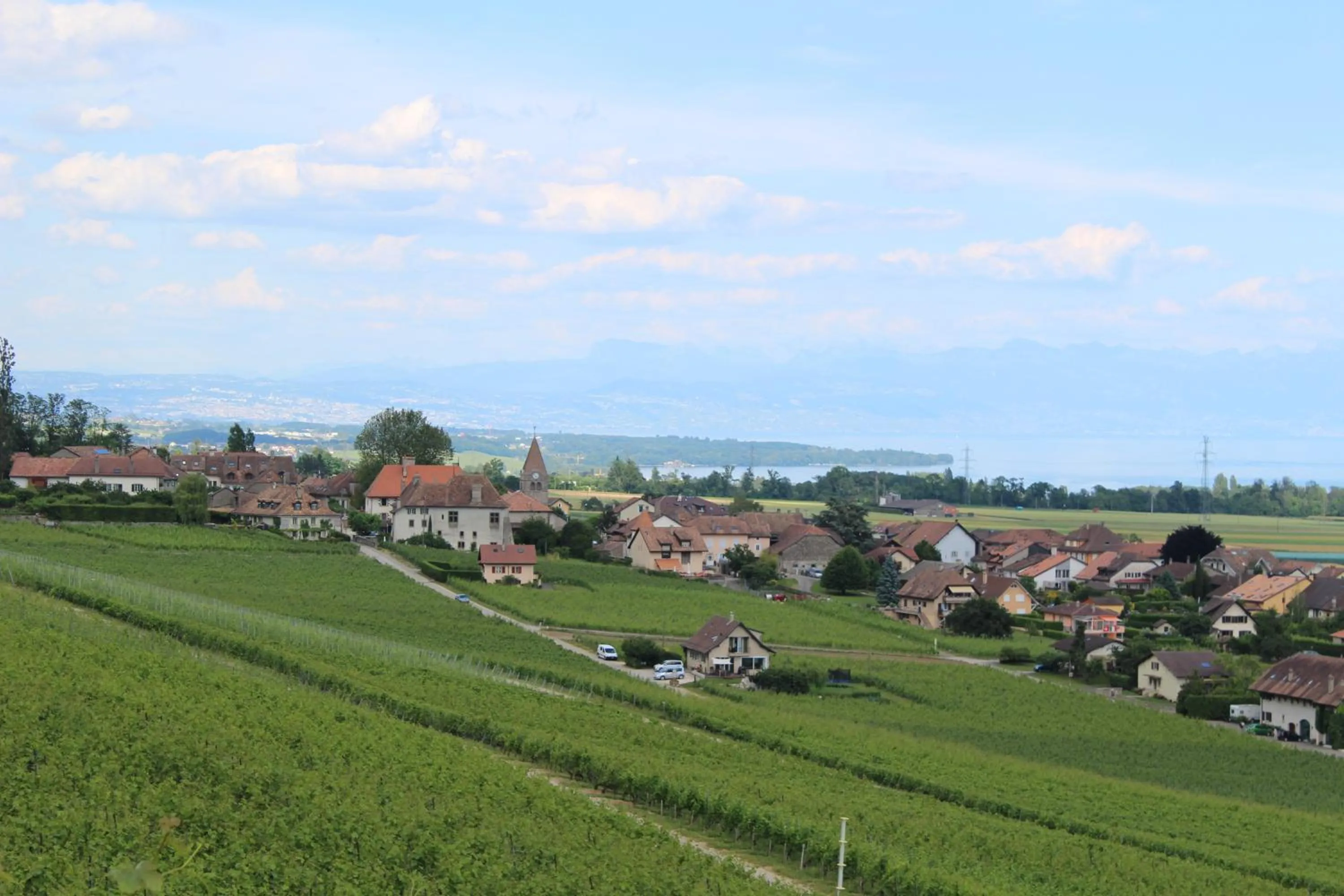 Cycling in Au cœur du vignoble sur Bursins