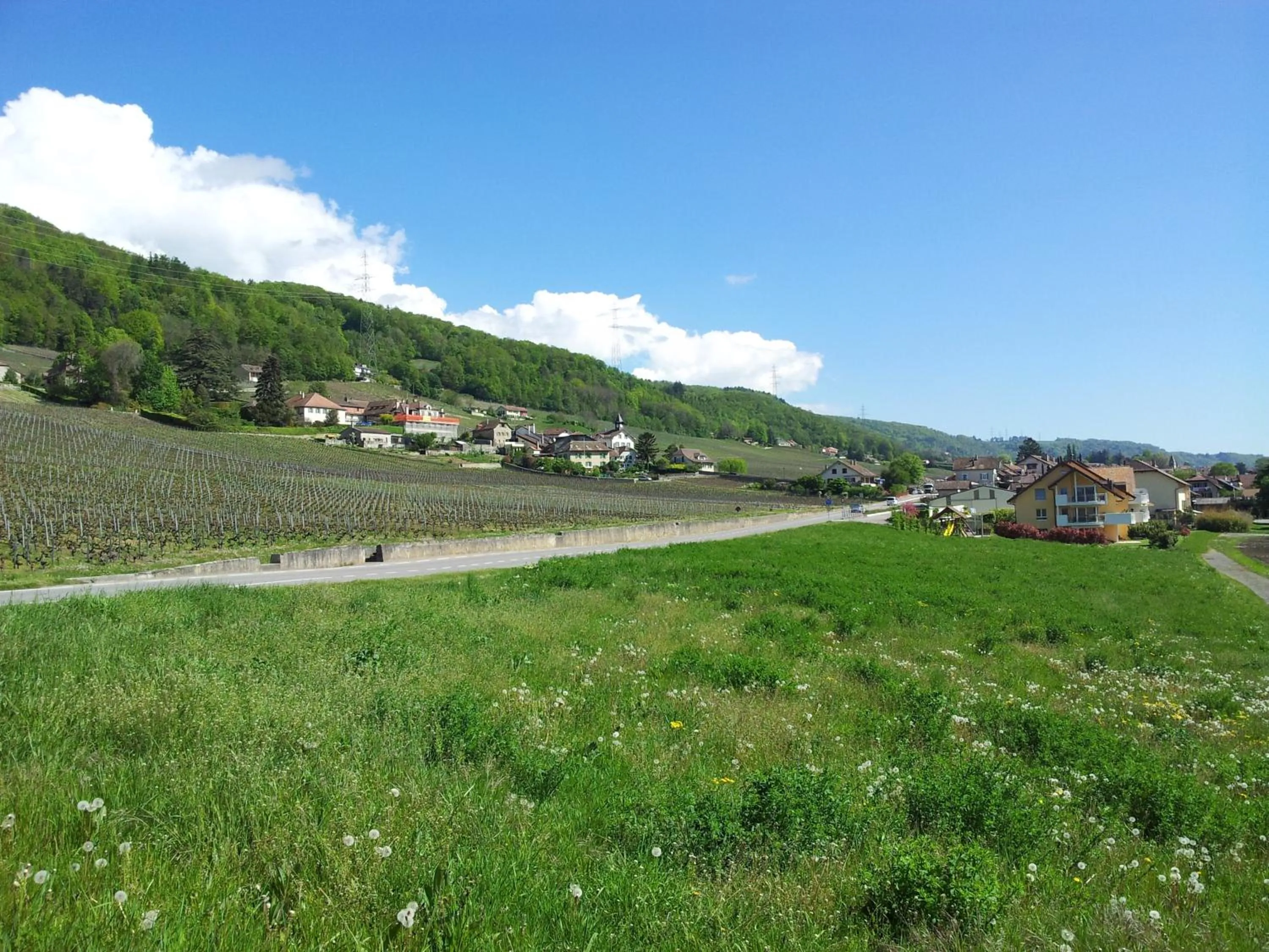 Hiking in Au cœur du vignoble sur Bursins