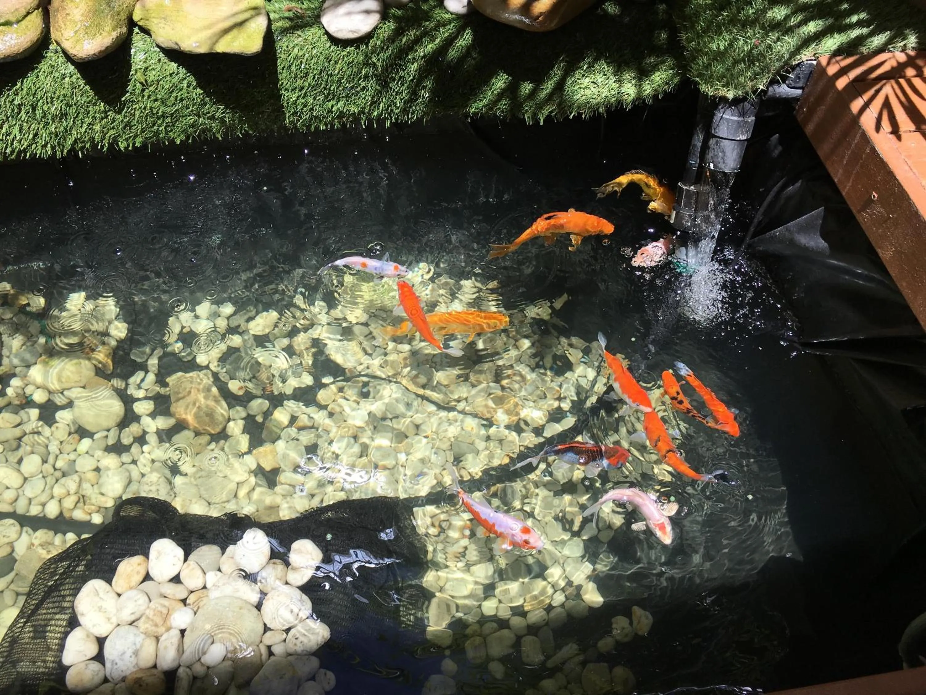 Garden in Gordons Guesthouse