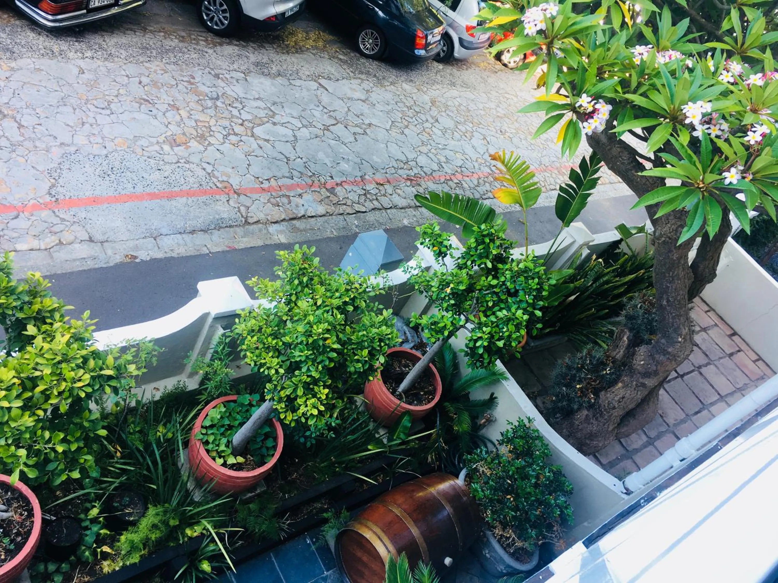 Garden in Gordons Guesthouse