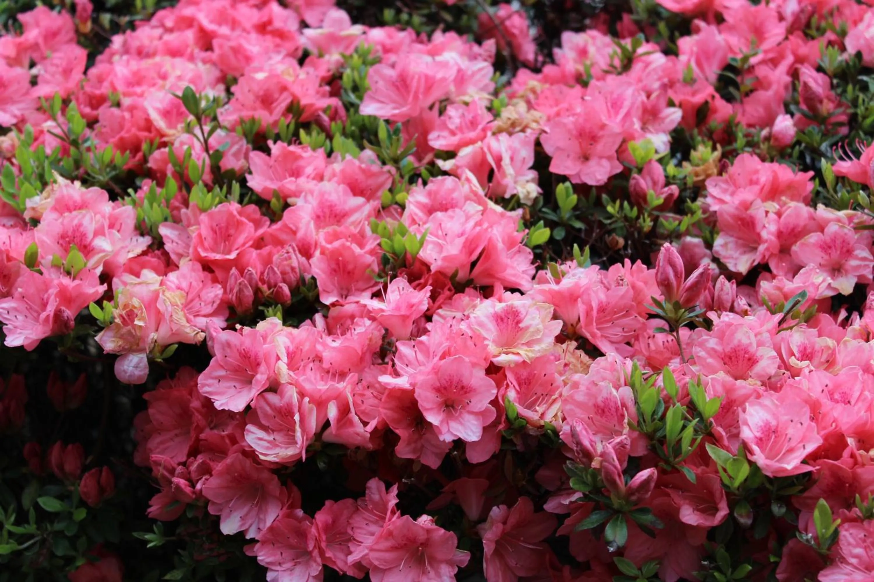 Spring in Great Smokies Inn - Cherokee