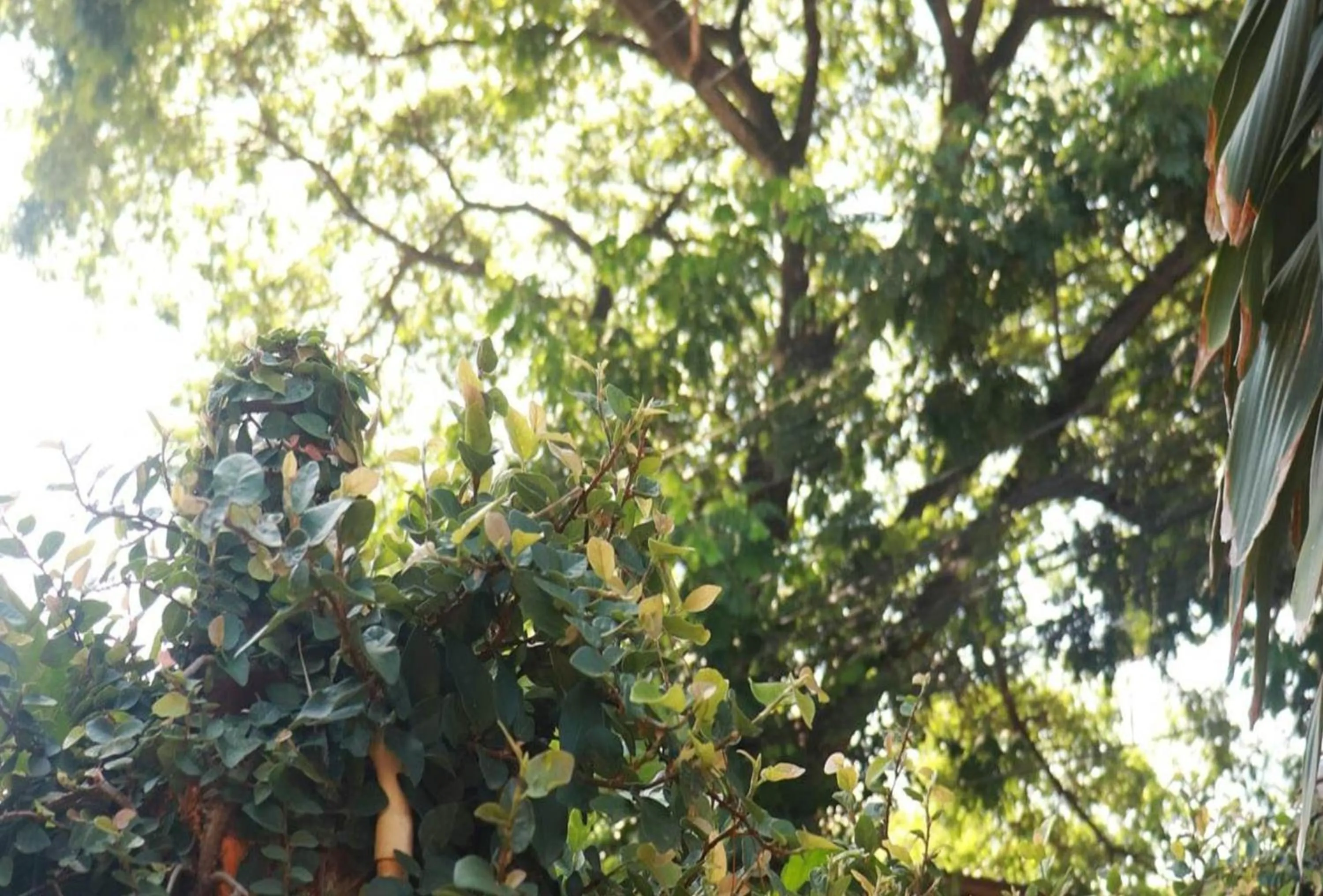 Garden in Trekker Camp