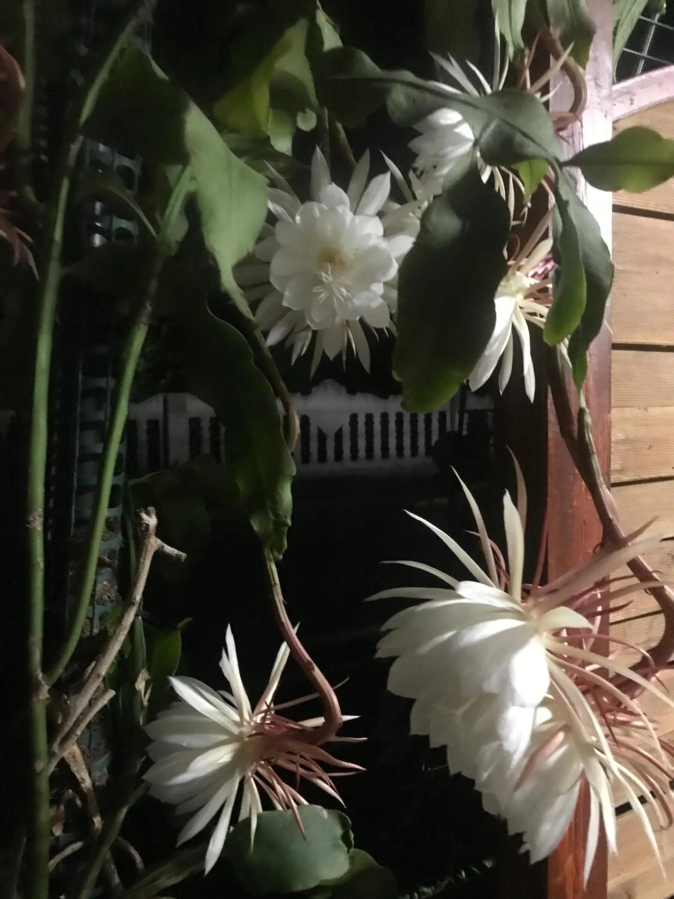 Patio in PensionLien