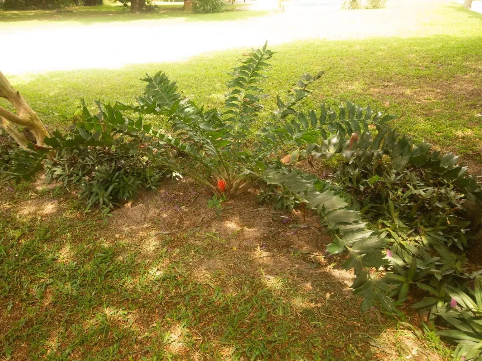Garden in SeaXplore Lodge & Dive Center Garden in SeaXplore Lodge & Dive Center