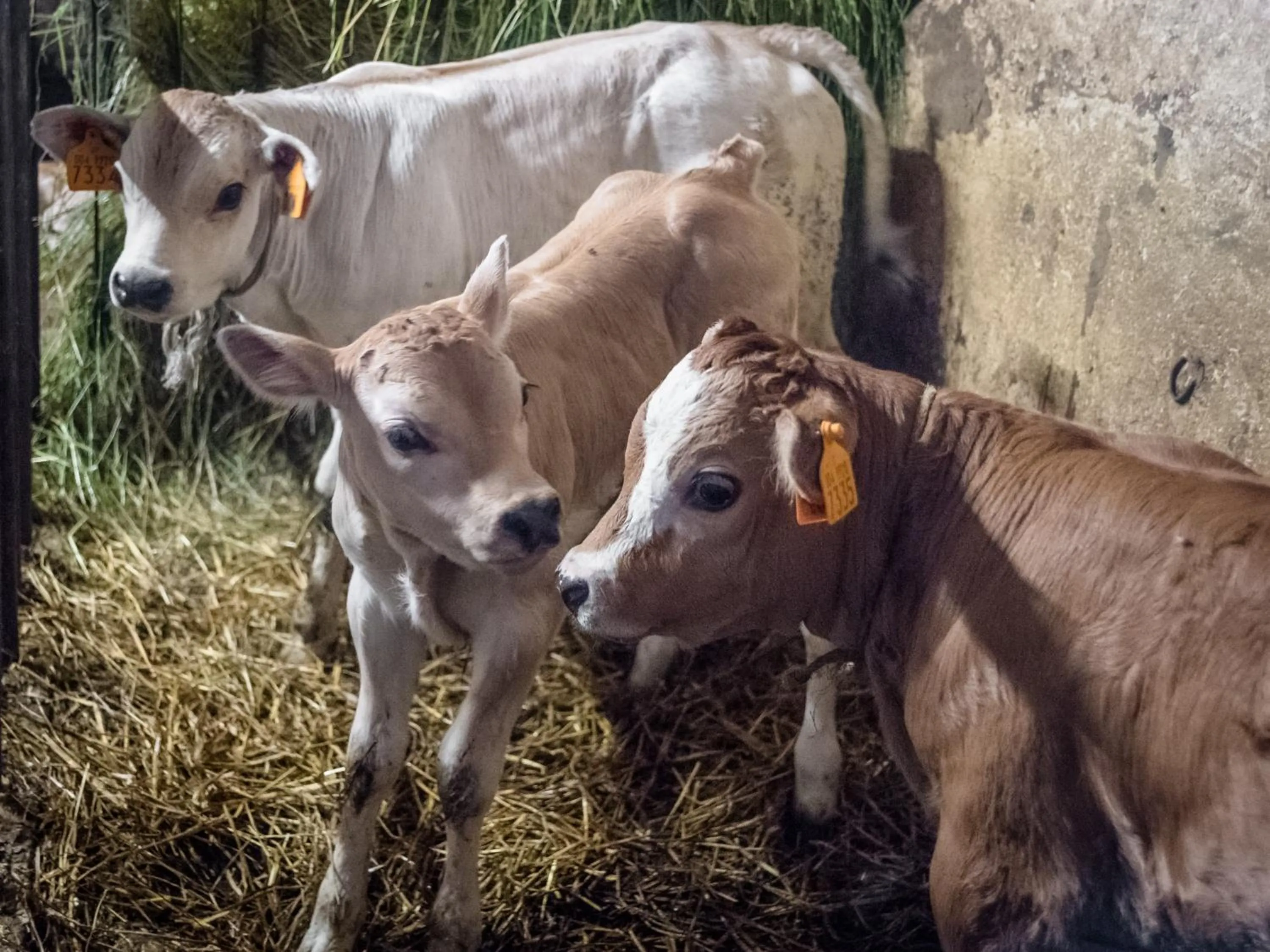 Animals in All'Ombra del Castello