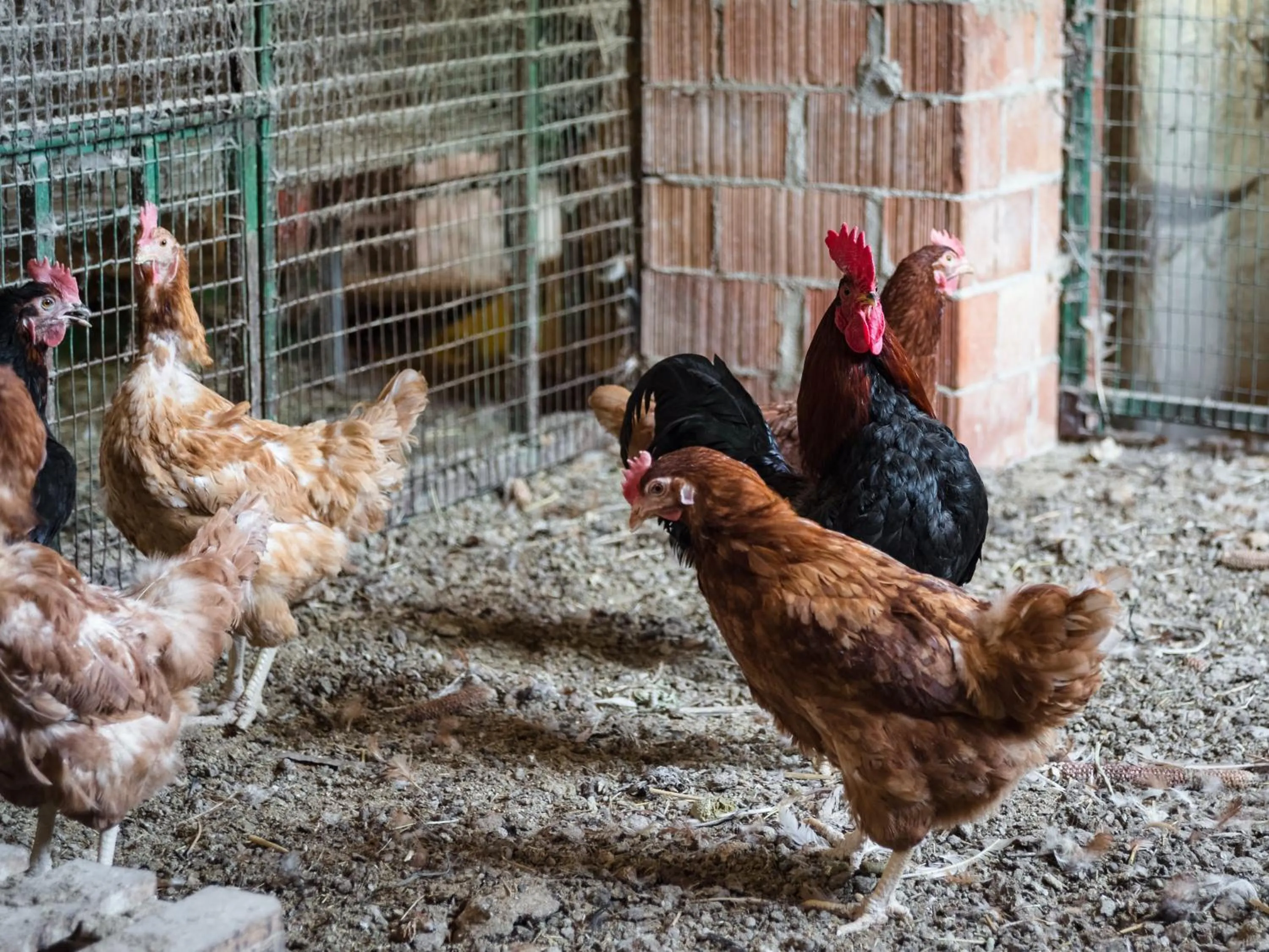 Animals in All'Ombra del Castello