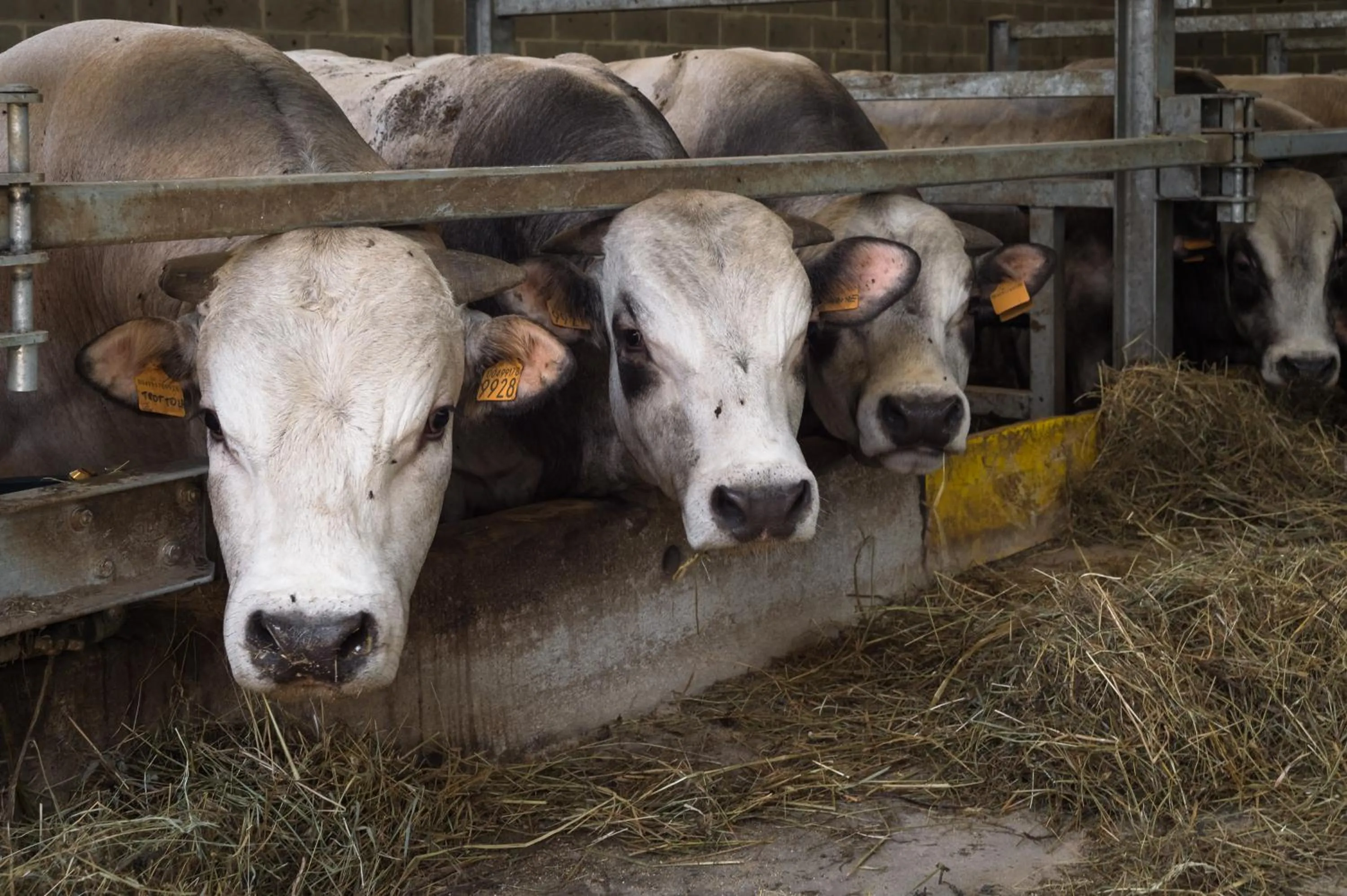 Animals in All'Ombra del Castello