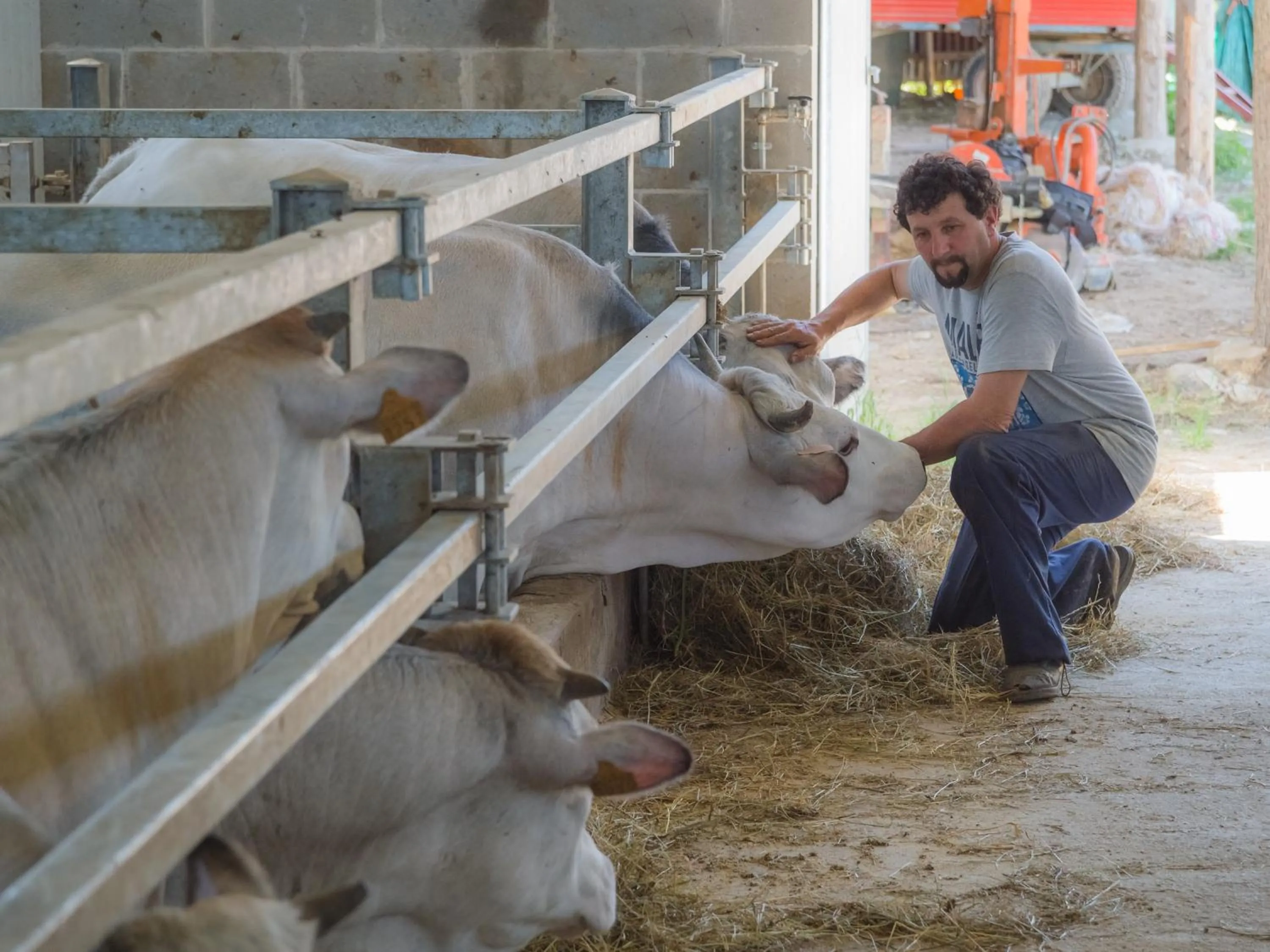 Animals in All'Ombra del Castello