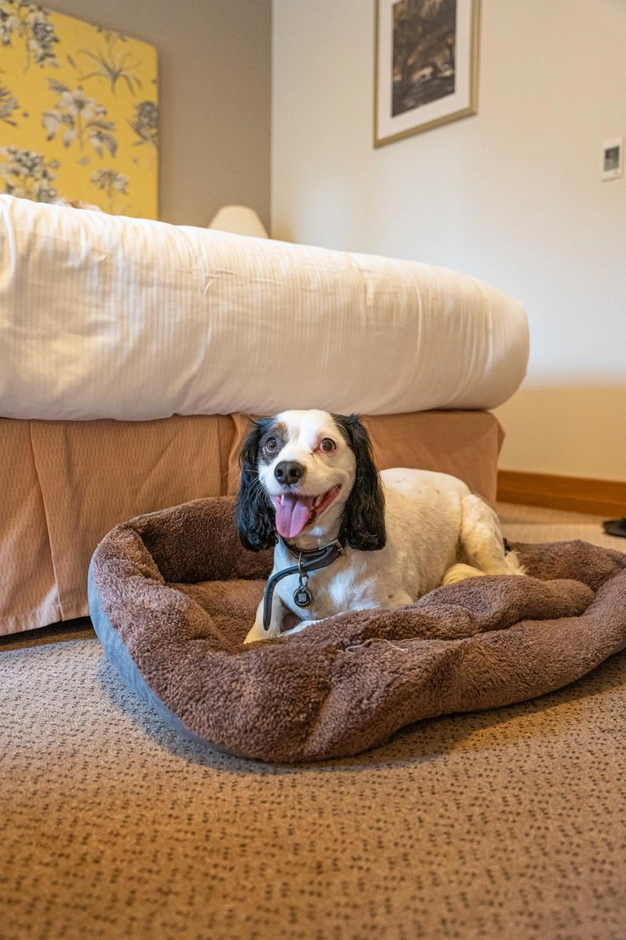 Pets in Bicester Hotel, Golf & Spa