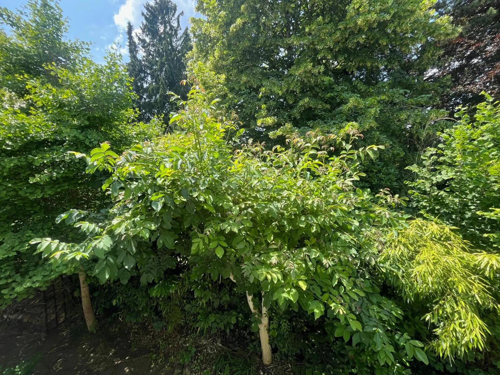 Garden view in Bed and Breakfast Bavaria München