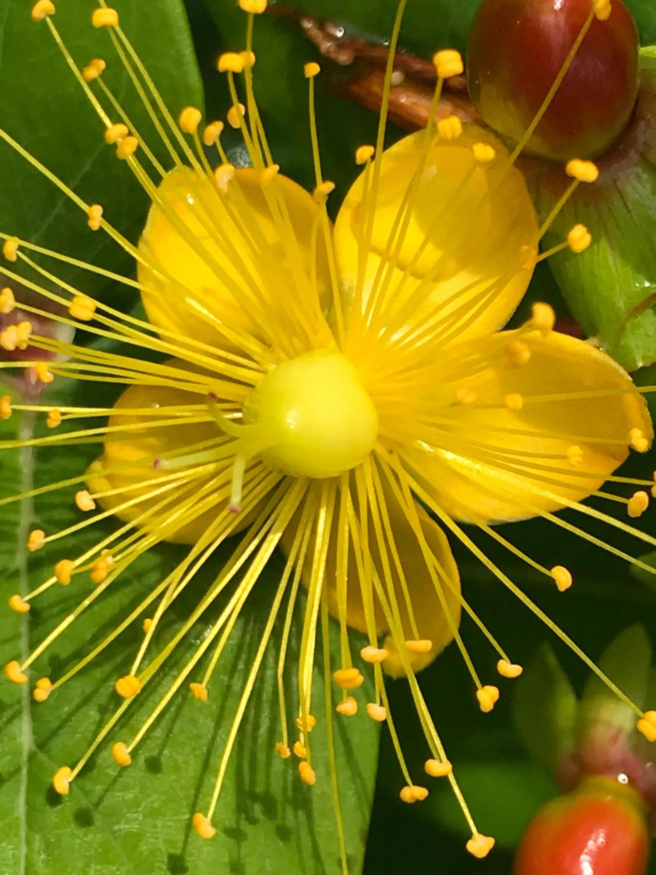 Garden in Bed and Breakfast Bavaria München