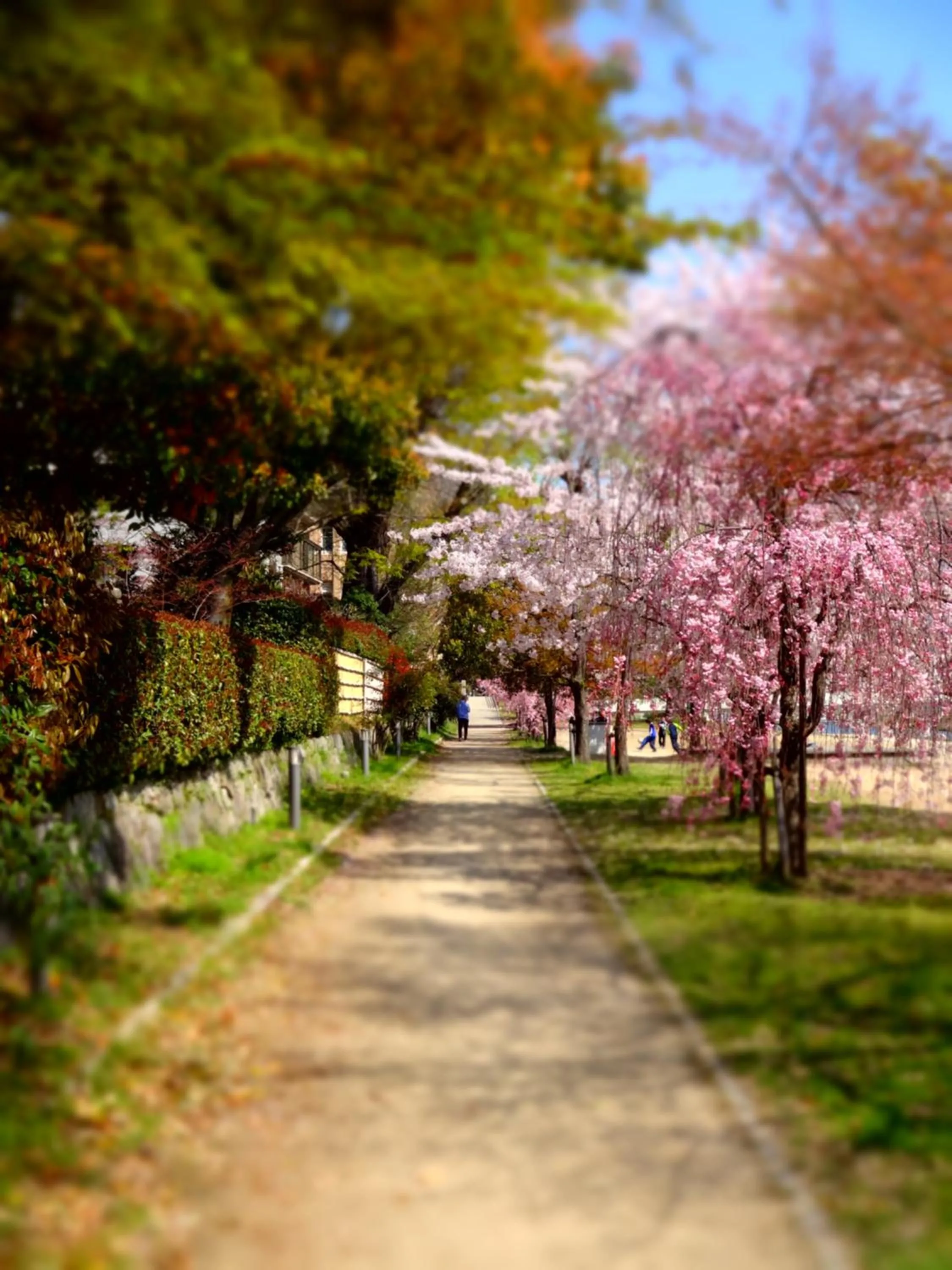 Spring in Diamond Kyoto Society