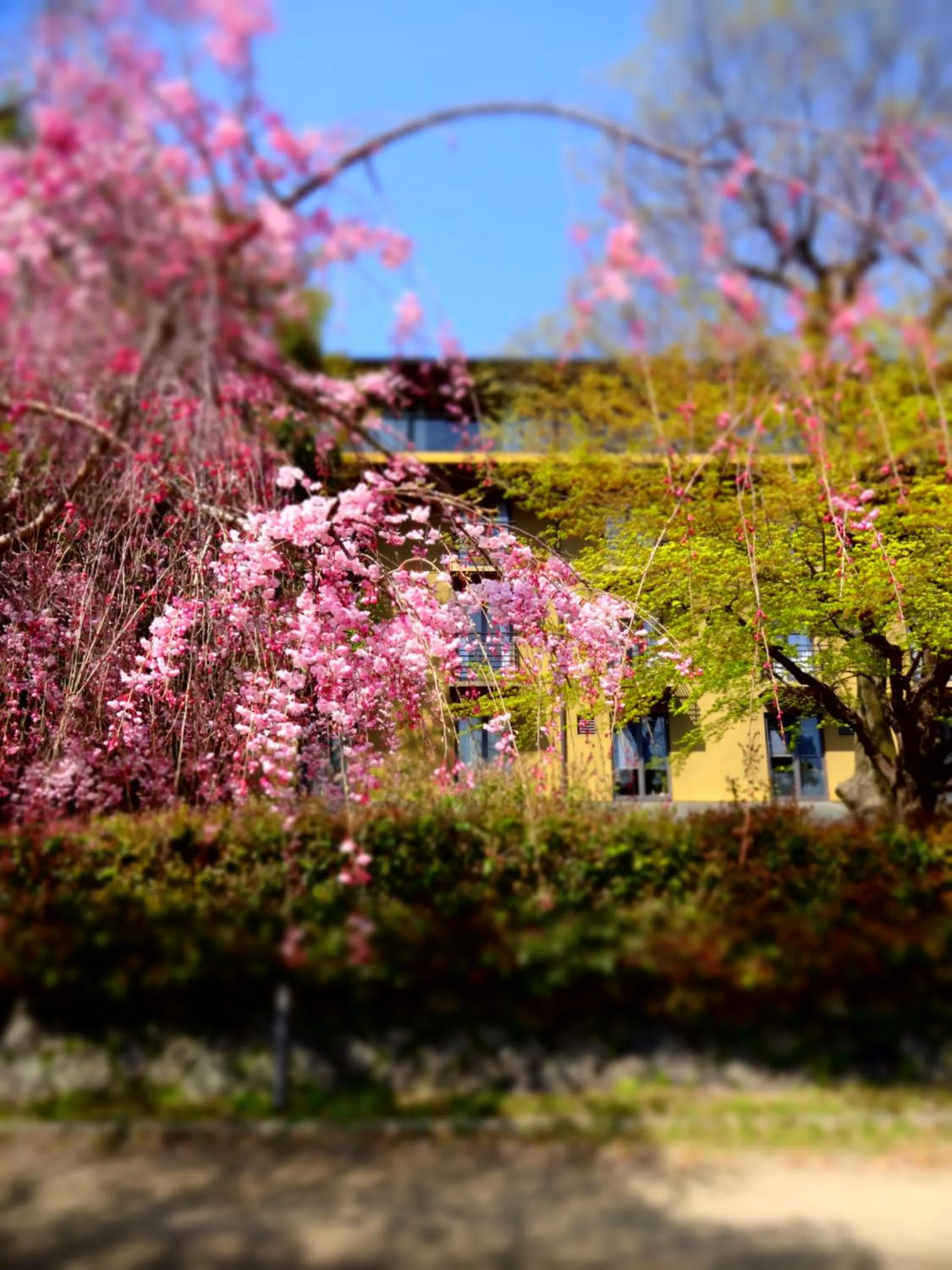 Spring in Diamond Kyoto Society